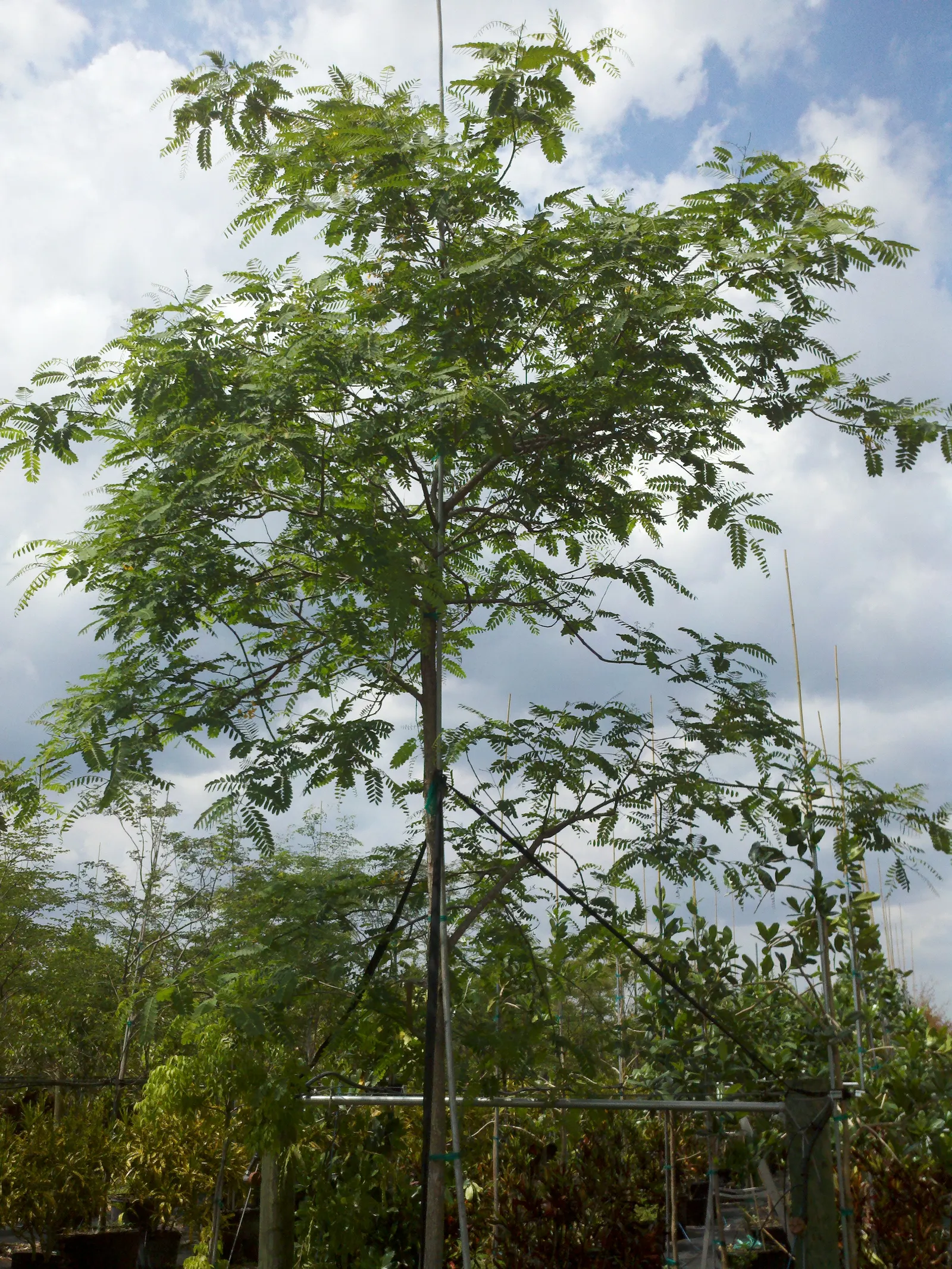 Tipu Tree (Tipuana Tipu) — Originating from South America; hardy in USDA zones 9-11, it thrives in full sun and requires moderate water