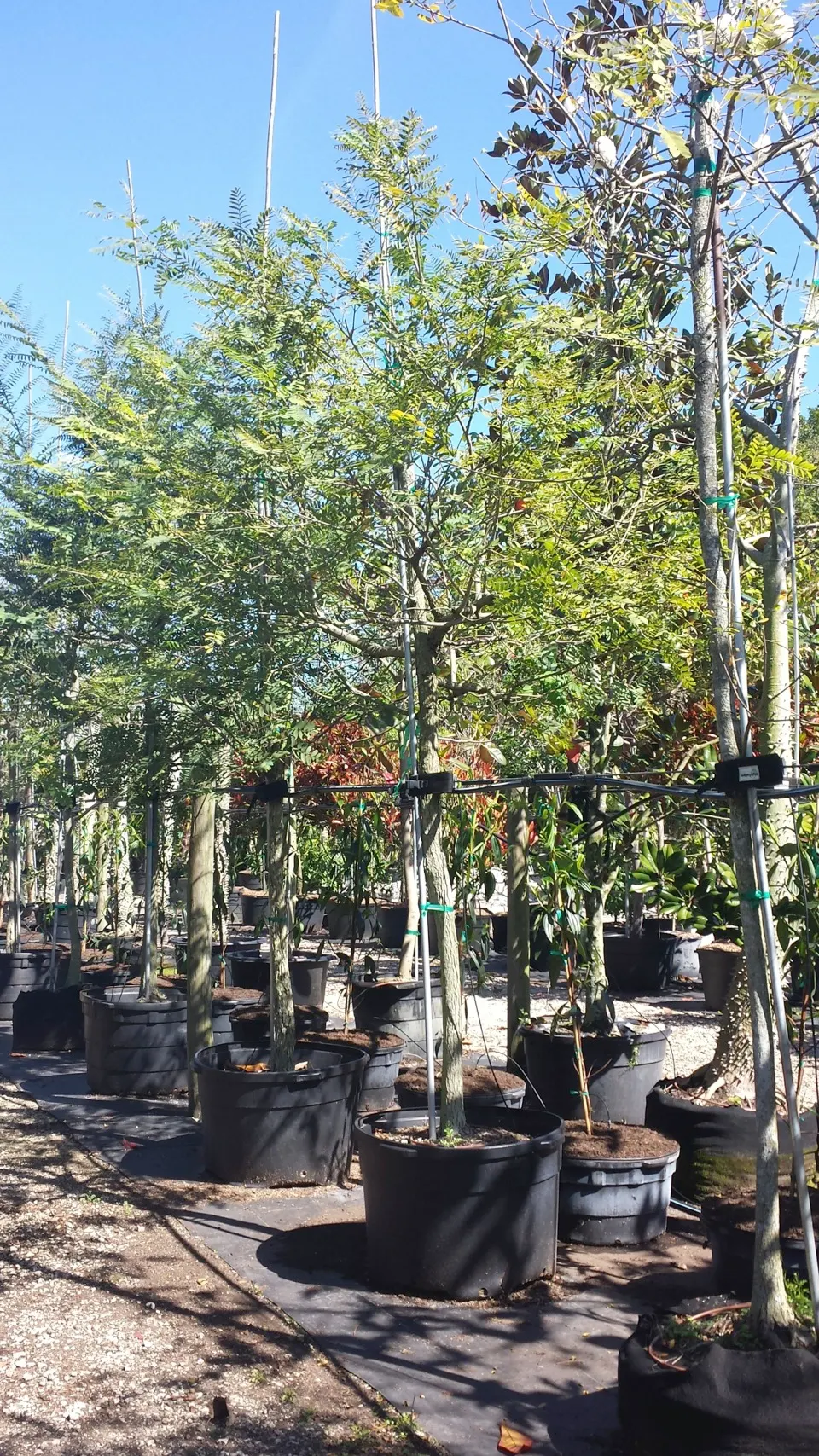 Tipu Tree (Tipuana Tipu) — fine-textured appearance.<br><br>A standout feature of the Tipu Tree is its vibrant yellow blossoms