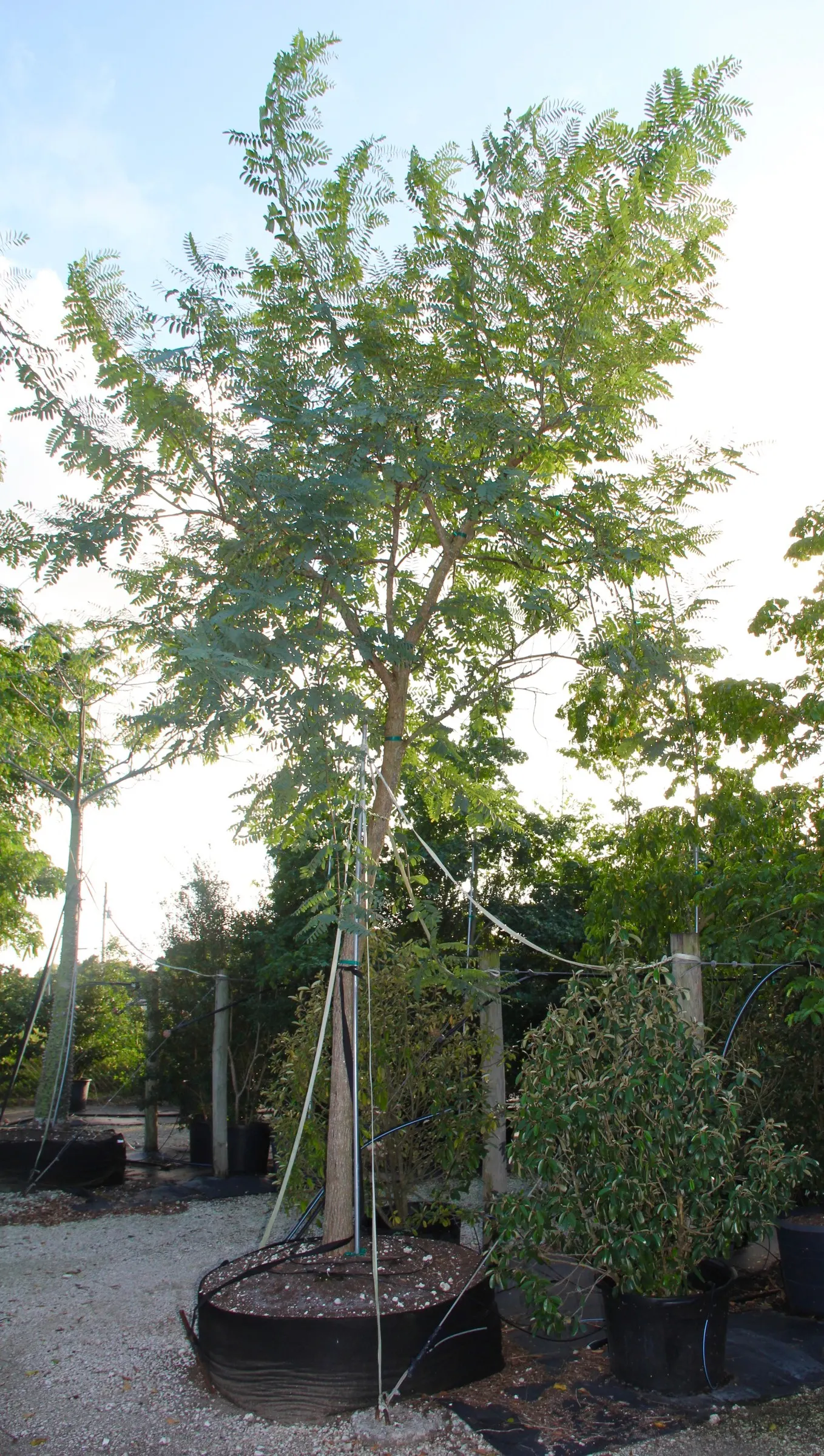 Tipu Tree (Tipuana Tipu) — These flowers not only add a burst of color to the design