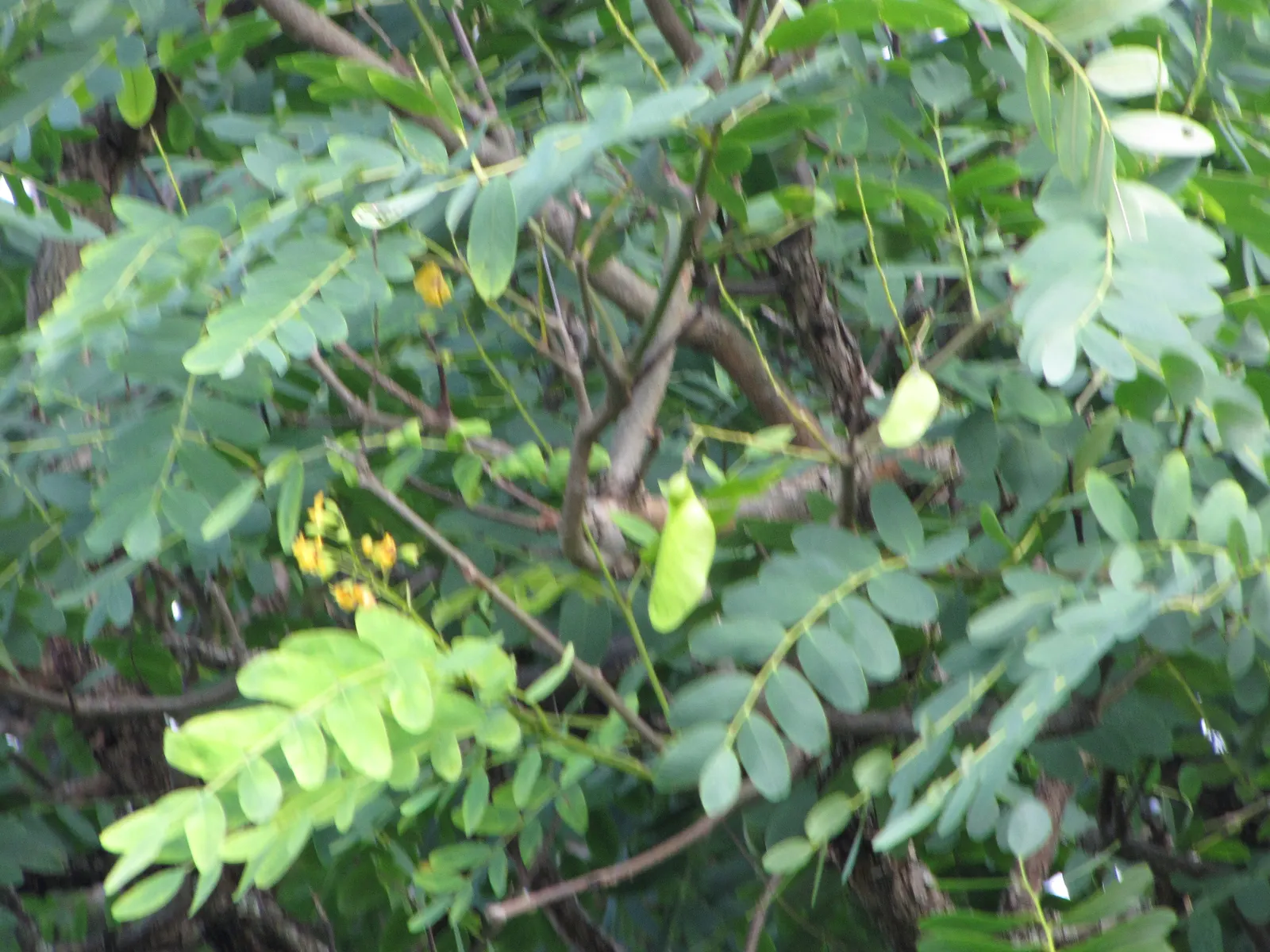 Tipu Tree (Tipuana Tipu) — The Tipu Tree thrives in USDA hardiness zones 9b through 11 and enjoys full sunlight exposure