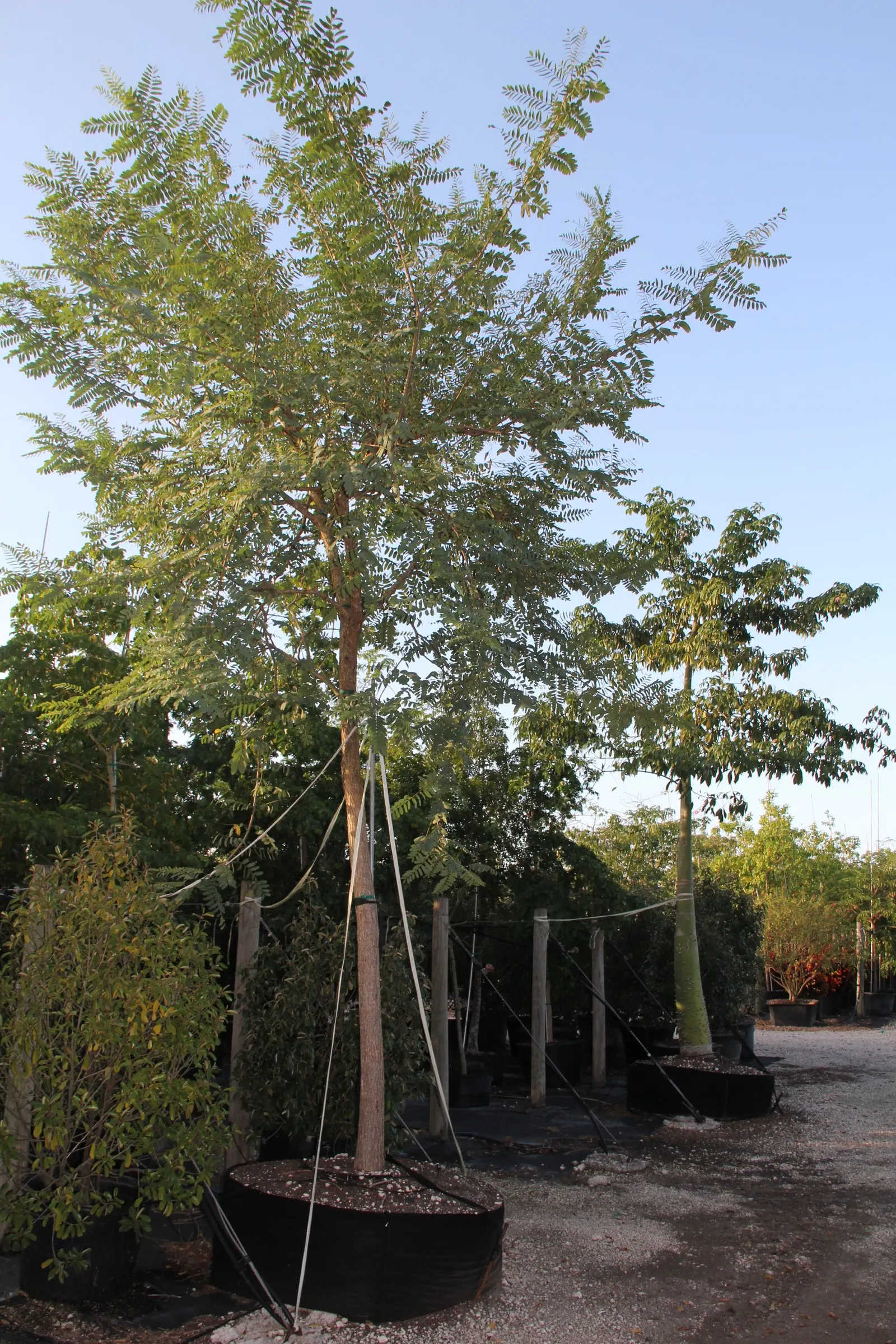 Tipu Tree (Tipuana Tipu) — but they also attract pollinators such as bees and butterflies