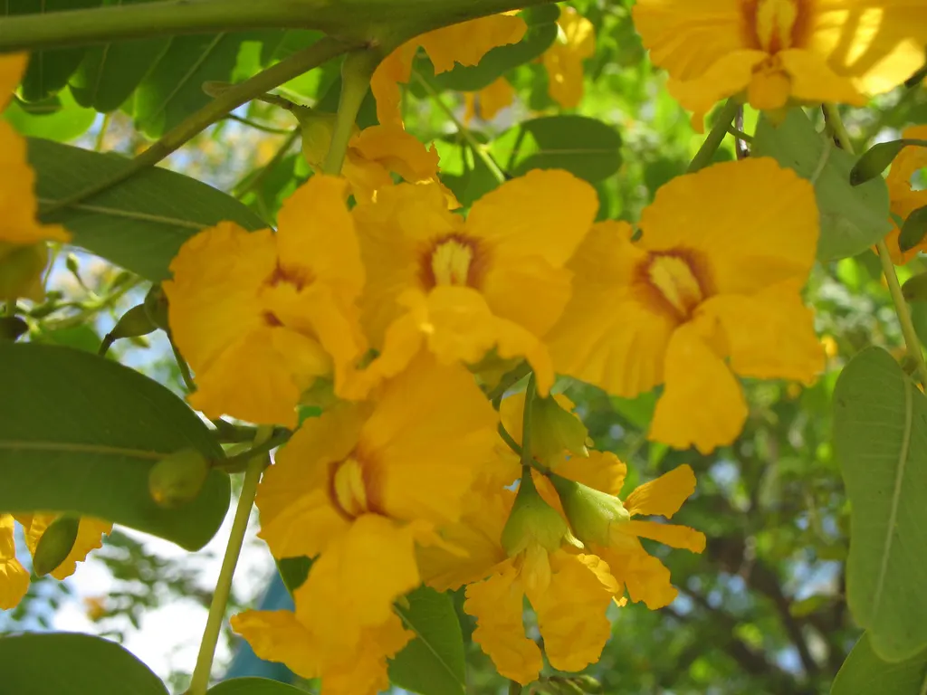 Tipu Tree (Tipuana Tipu) — enhancing the garden's ecosystem.<br><br>When planting Tipuana tipu