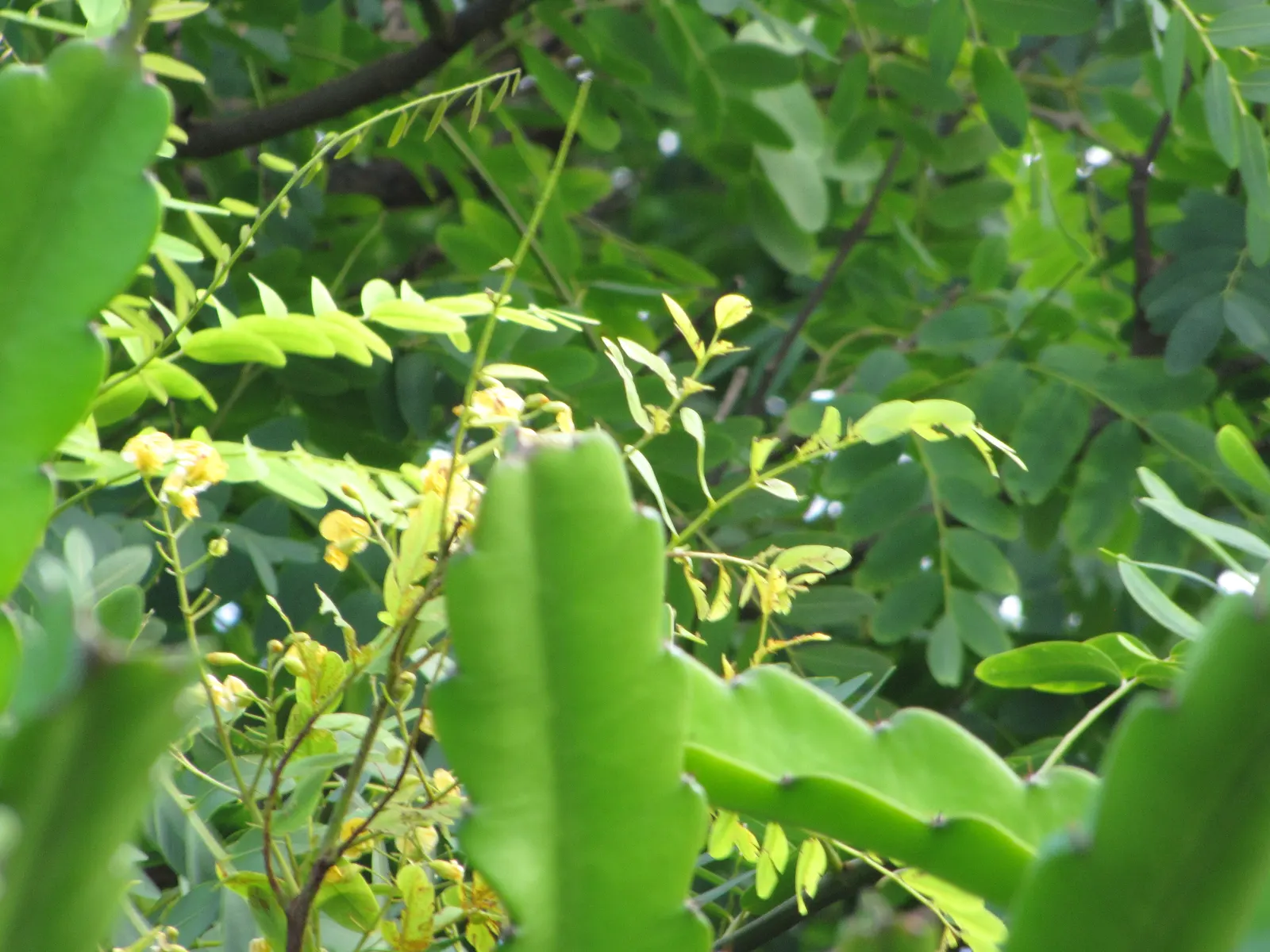 Tipu Tree (Tipuana Tipu) — Hardy in USDA zones 9-11, it thrives in full sun and requires moderate water; select a location that affords plenty of room for