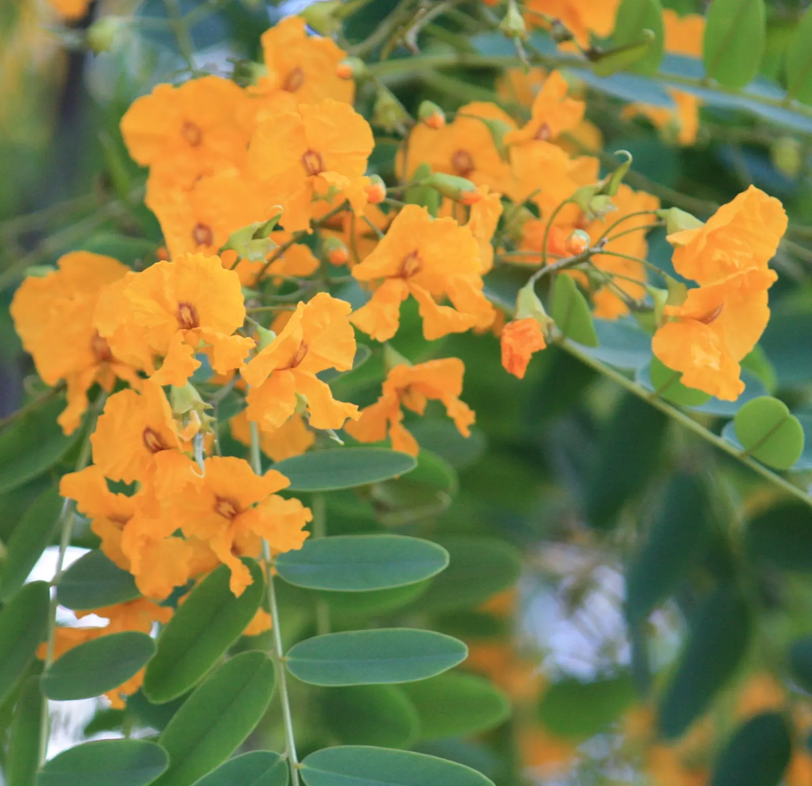 Tipu Tree (Tipuana Tipu) — select a location that affords plenty of room for growth