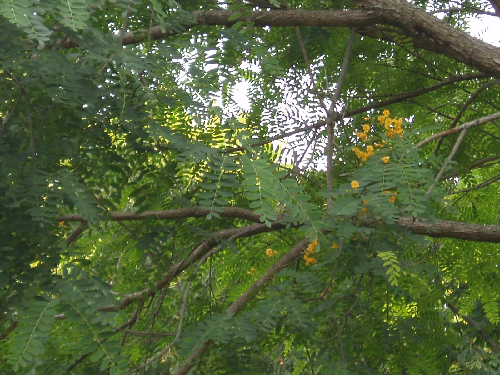Tipu Tree (Tipuana Tipu) — Its fern-like foliage creates a dense canopy, accented by vibrant yellow blooms in summer; bright green leaves span about 4 to 6