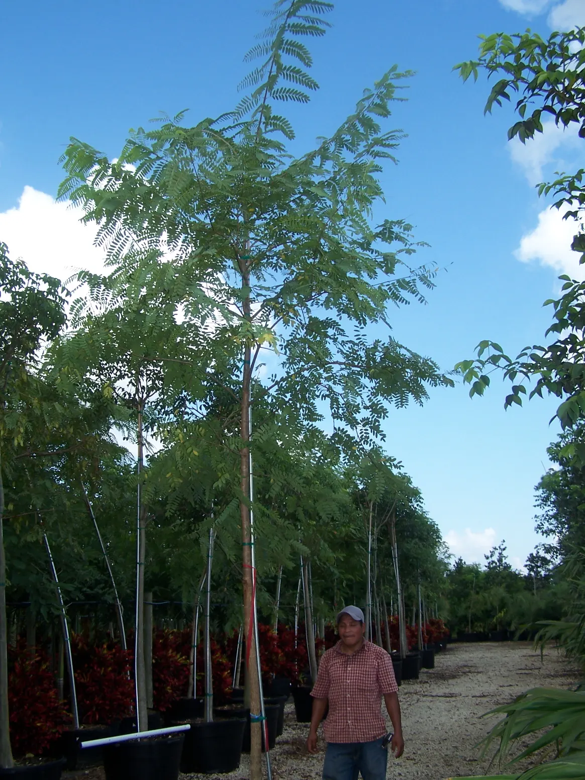 Tipu Tree (Tipuana Tipu) — is a magnificent semi-deciduous species that makes a bold statement in any landscape design