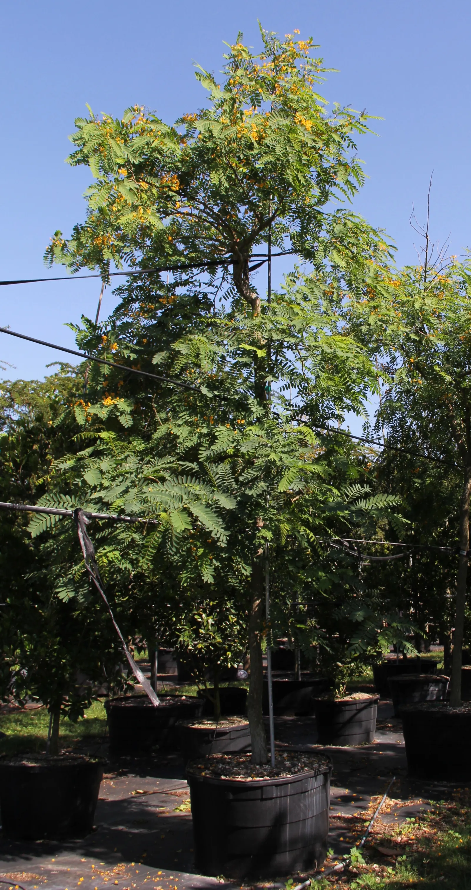 Tipu Tree (Tipuana Tipu) — providing ample shade and visual impact