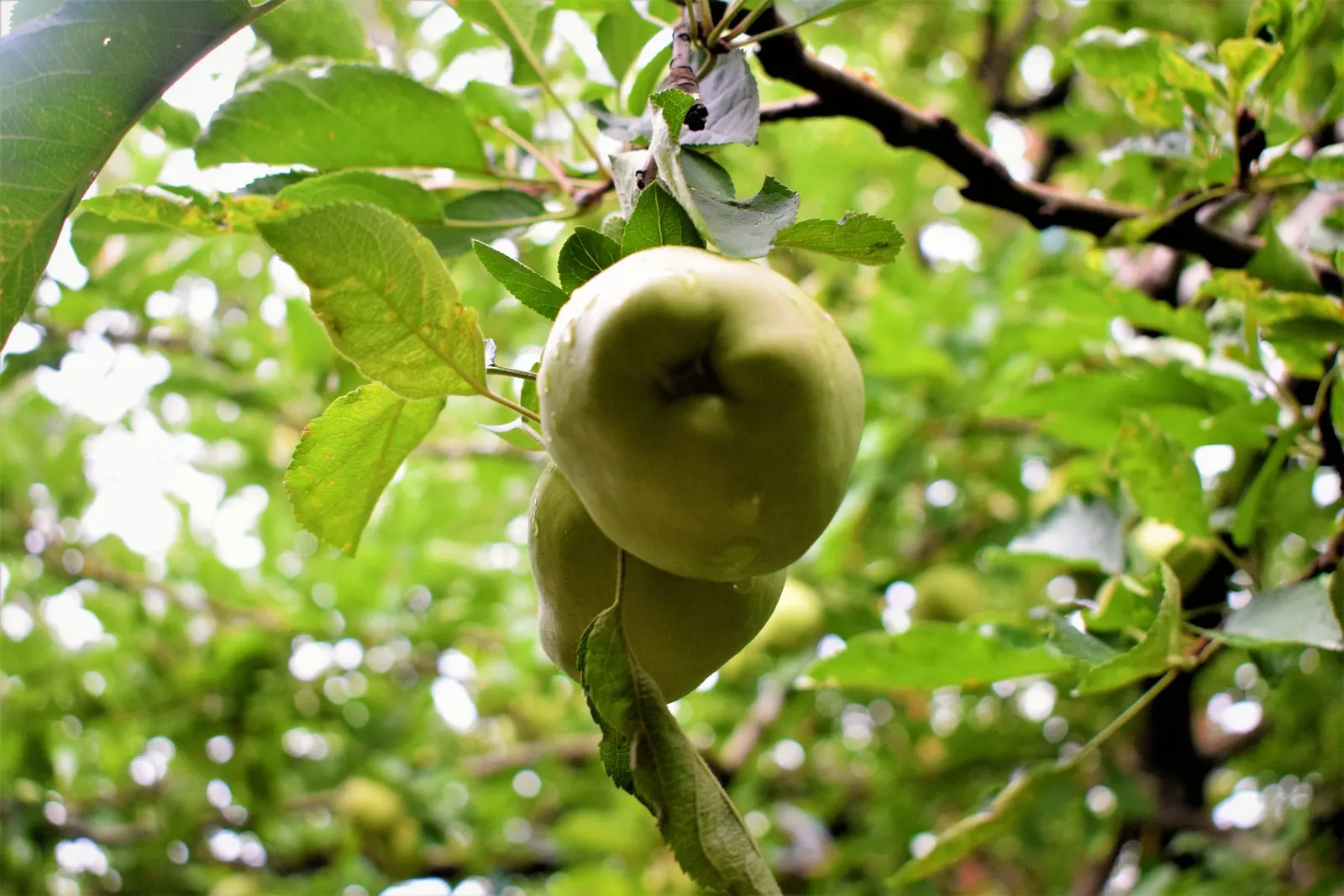 Tipu Tree (Tipuana Tipu) — Hardy in USDA zones 9-11, it thrives in full sun and requires moderate water