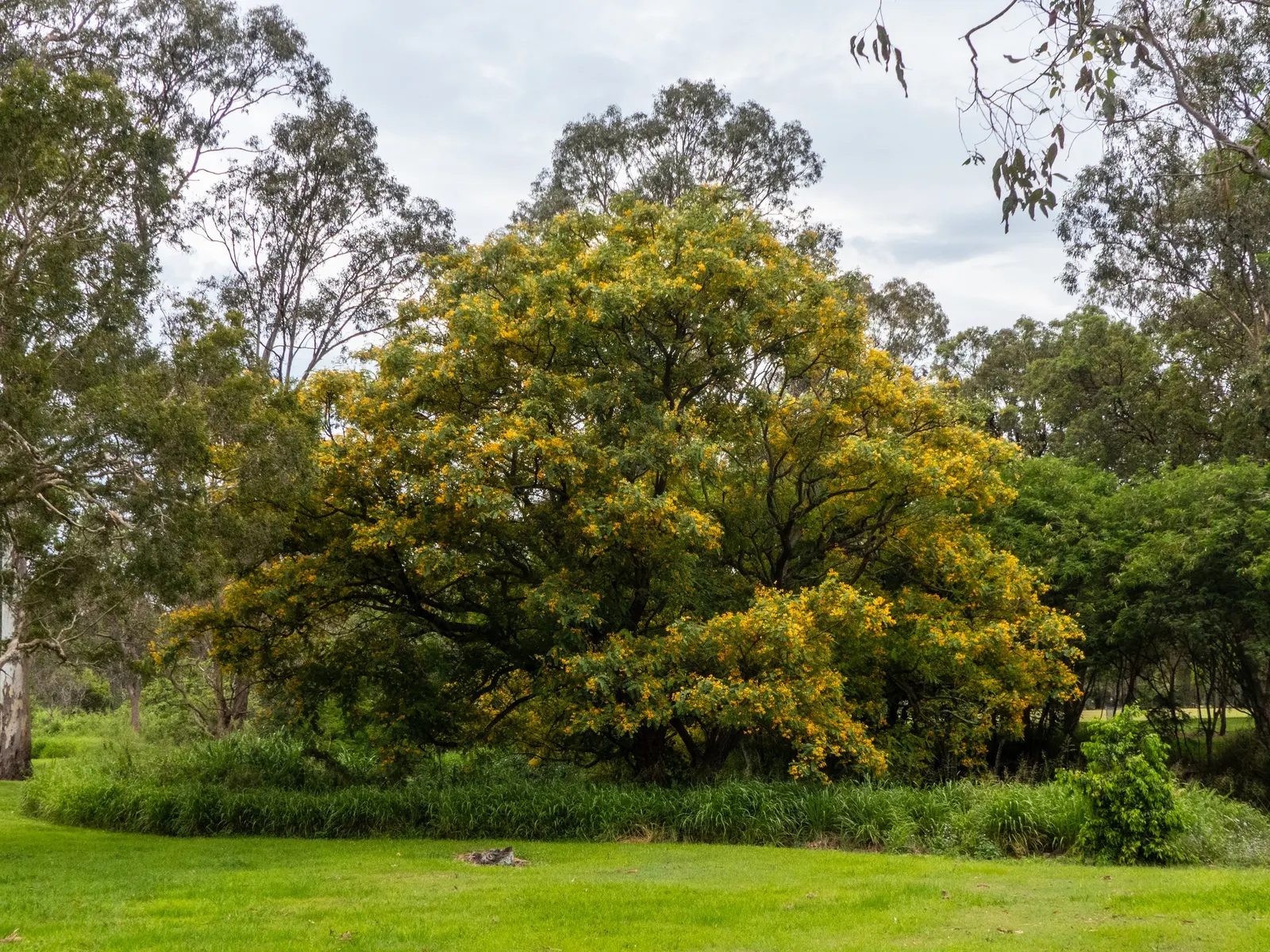 Tipu Tree (Tipuana Tipu) — which emerge in late spring or early summer