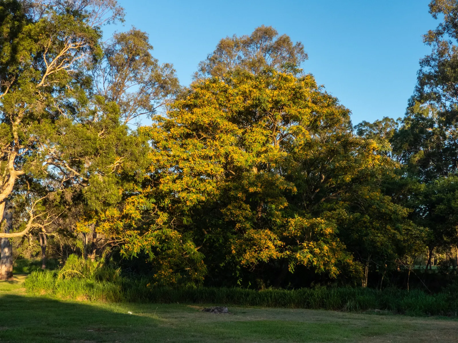 Tipu Tree (Tipuana Tipu) — Ideal for large spaces seeking shade and ornamental interest