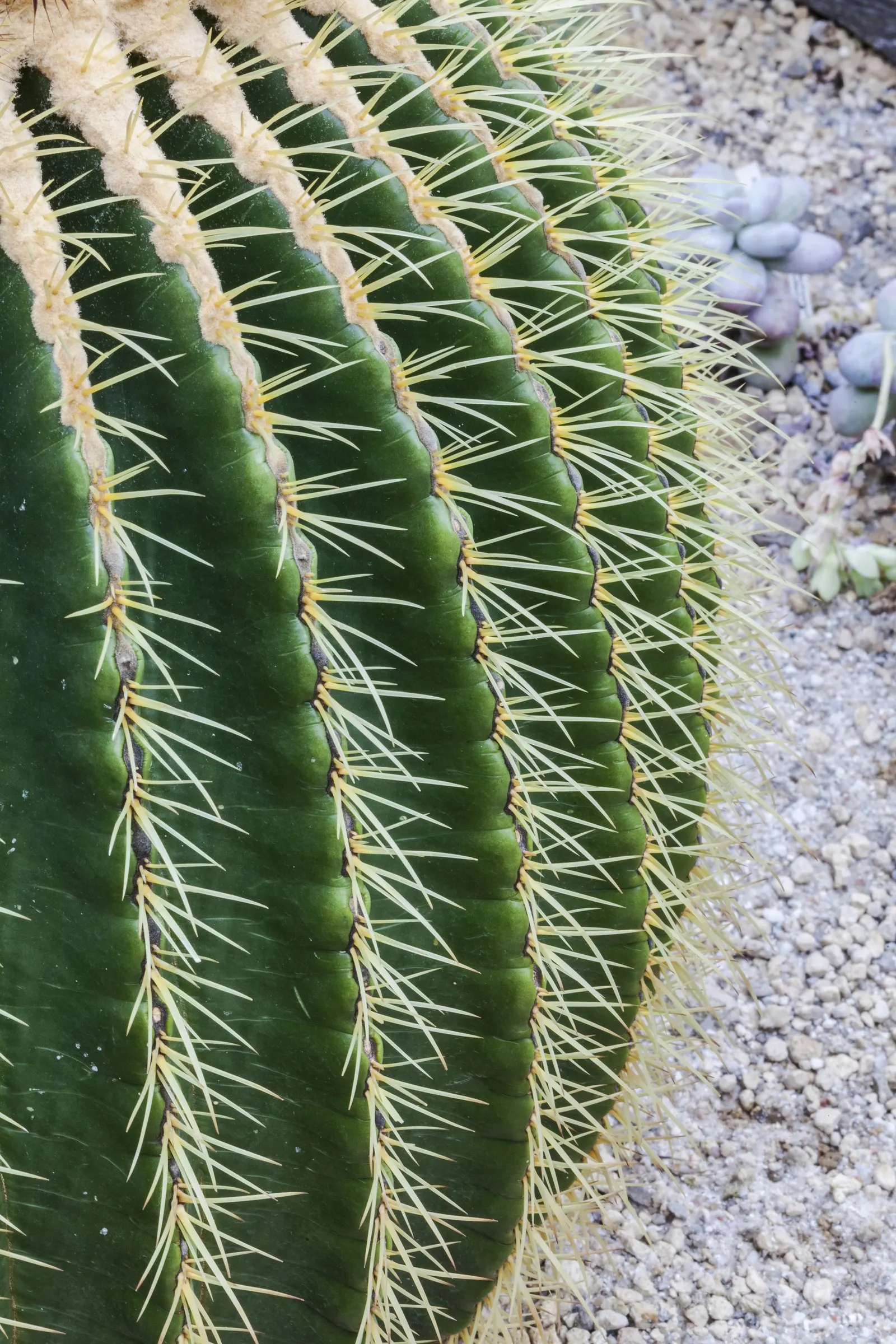 Golden Barrel Cactus (Echinocactus Grusonii) — These spines emerge yellow, maturing to a pale whitish hue; requiring minimal maintenance once, image 131