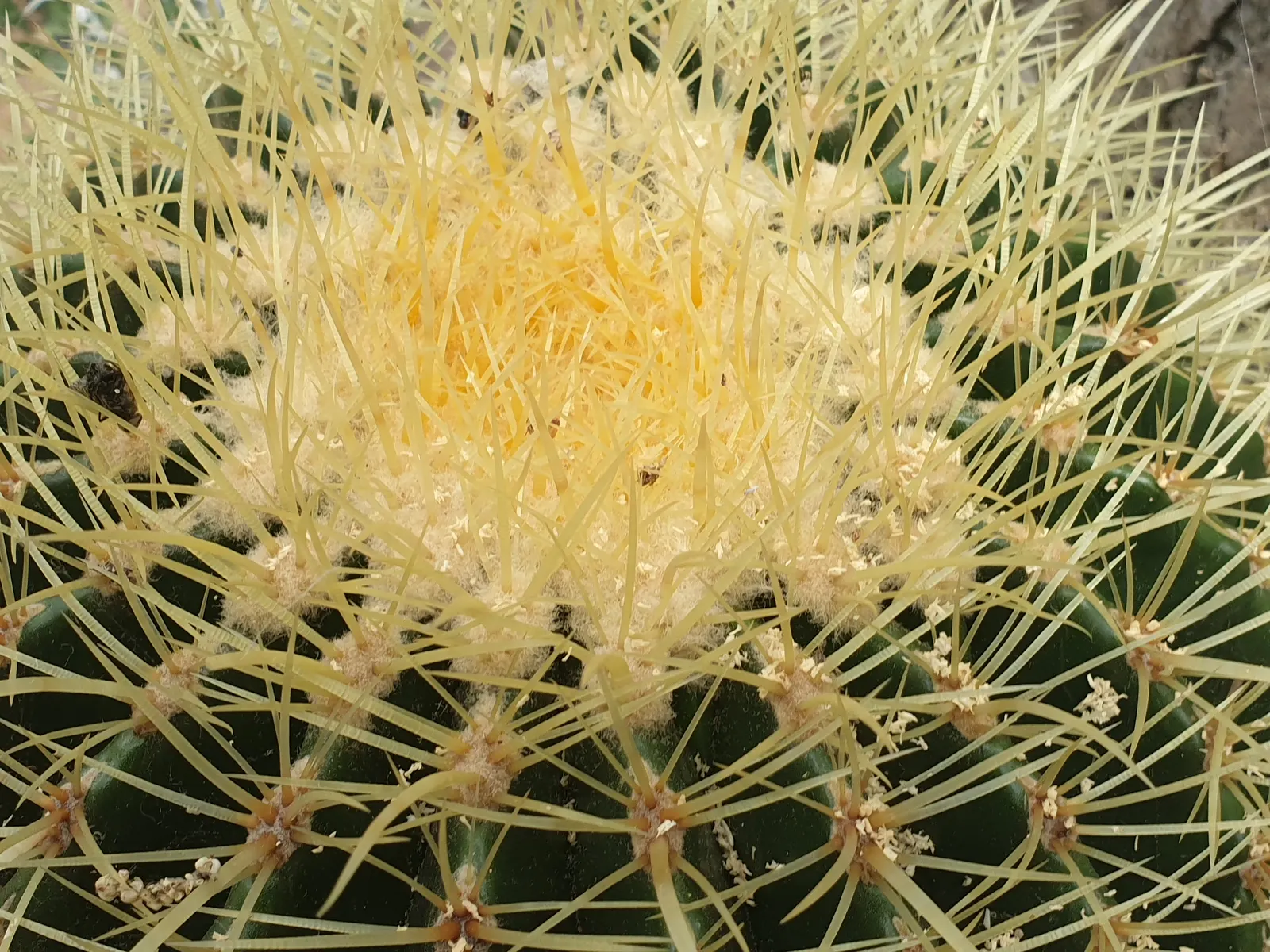 Golden Barrel Cactus (Echinocactus Grusonii) — watering should be reduced significantly to mirror its native dormant season.<br><br>For the, image 136