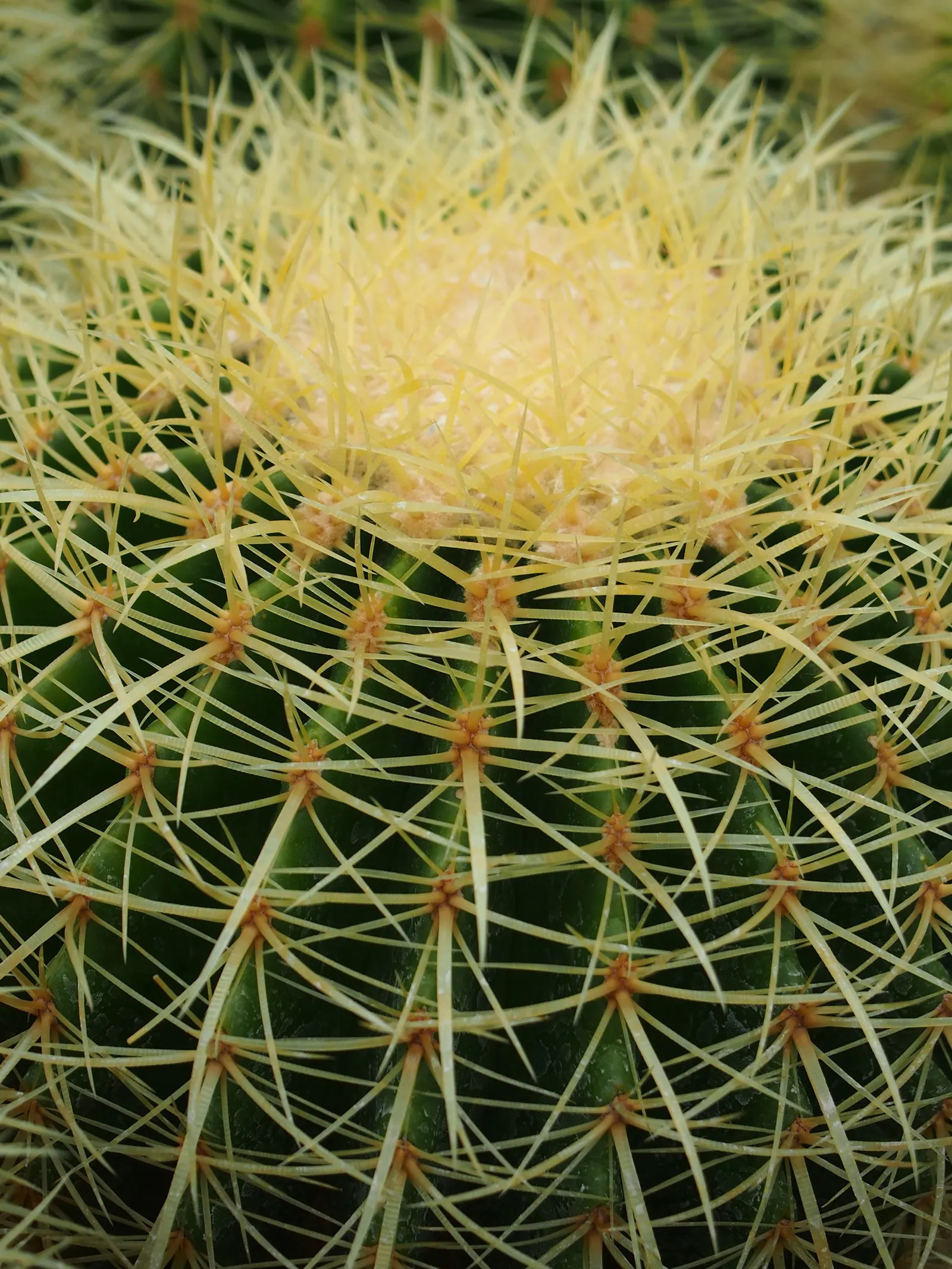 Golden Barrel Cactus (Echinocactus Grusonii) — with infrequent but deep watering throughout the warmer months; maturing to a striking golden hue, image 75