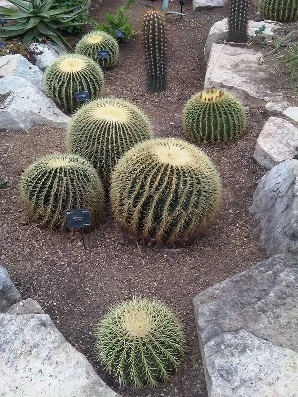 Golden Barrel Cactus (Echinocactus Grusonii) — with infrequent but deep watering throughout the warmer months; maturing to a striking golden hue, image 115