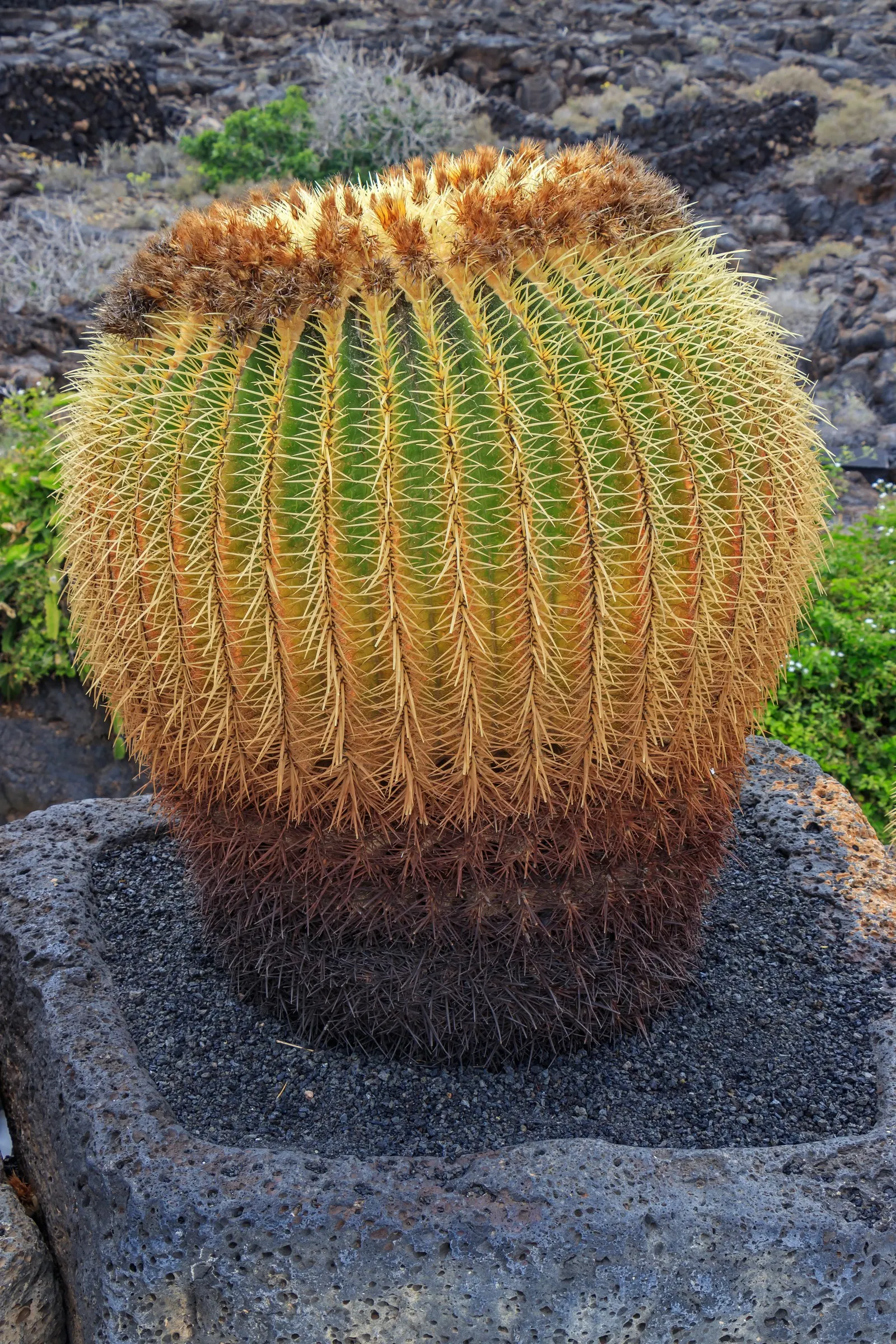 Golden Barrel Cactus (Echinocactus Grusonii) — Ideal for xeriscaping, it provides dramatic texture and year-round interest in warm, arid climates, image 146