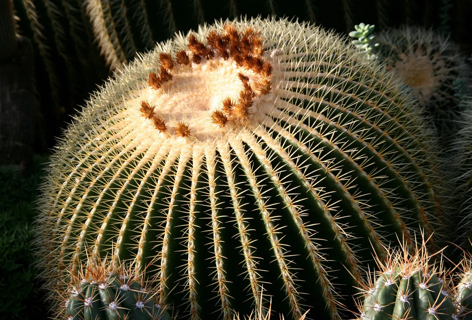 Golden Barrel Cactus (Echinocactus Grusonii) — the Golden Barrel Cactus showcases a ring of showy yellow flowers at its crown; is a spherical plant, image 112