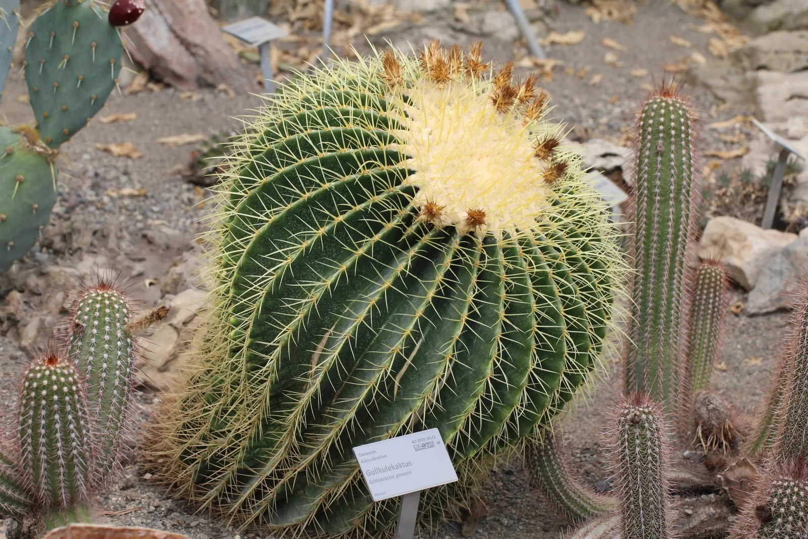 Golden Barrel Cactus (Echinocactus Grusonii) — consideration should be given to its mature size and spiny texture; typically reaching 2-3 feet in, image 138