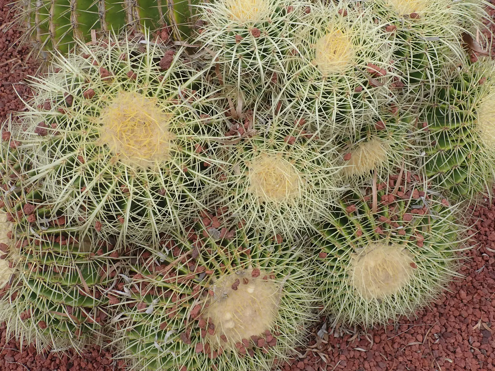 Golden Barrel Cactus (Echinocactus Grusonii) — maturing to a striking golden hue; these spines emerge yellow, maturing to a pale whitish hue, image 42