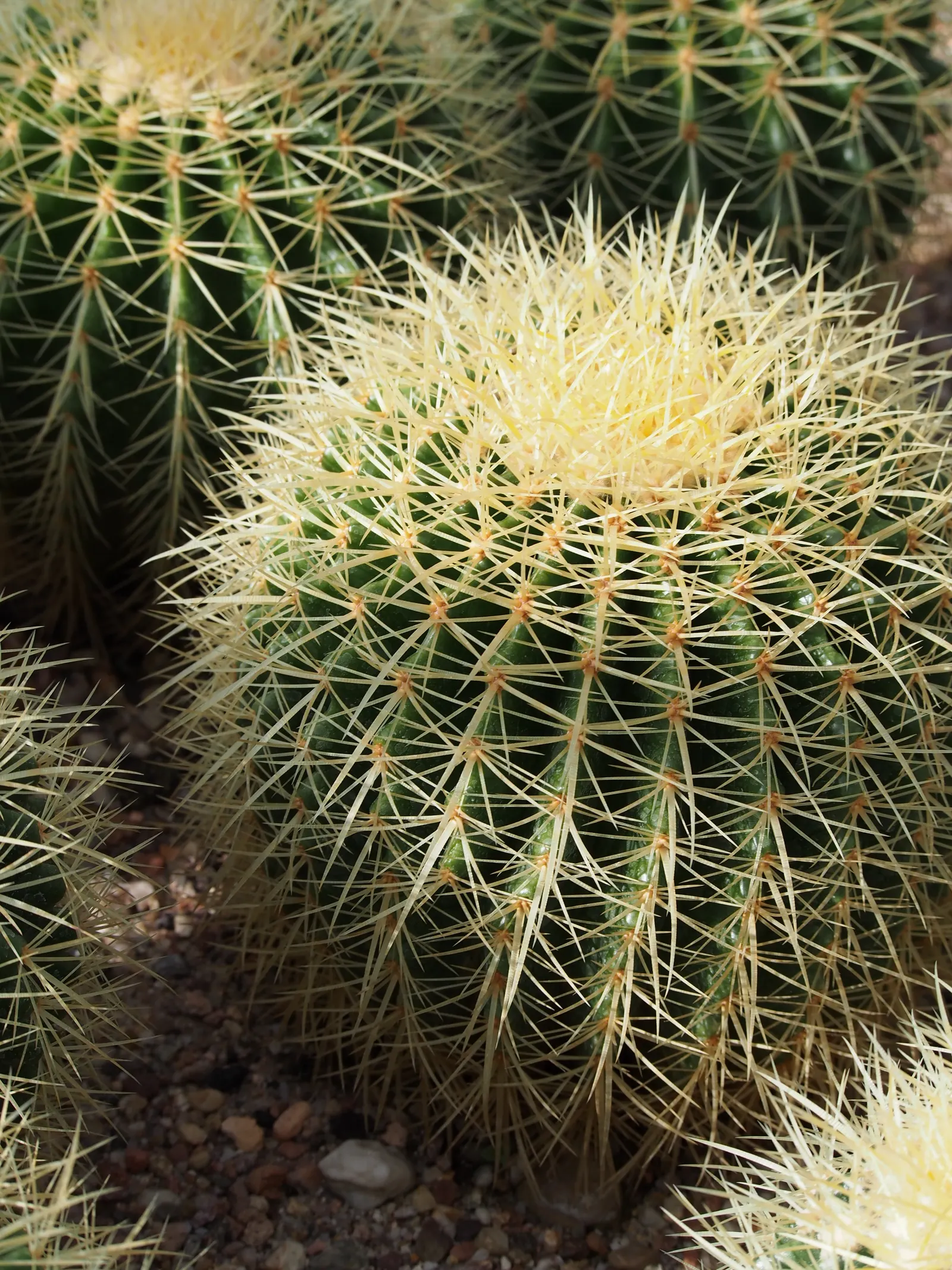 Golden Barrel Cactus (Echinocactus Grusonii) — maturing to a striking golden hue; these spines emerge yellow, maturing to a pale whitish hue