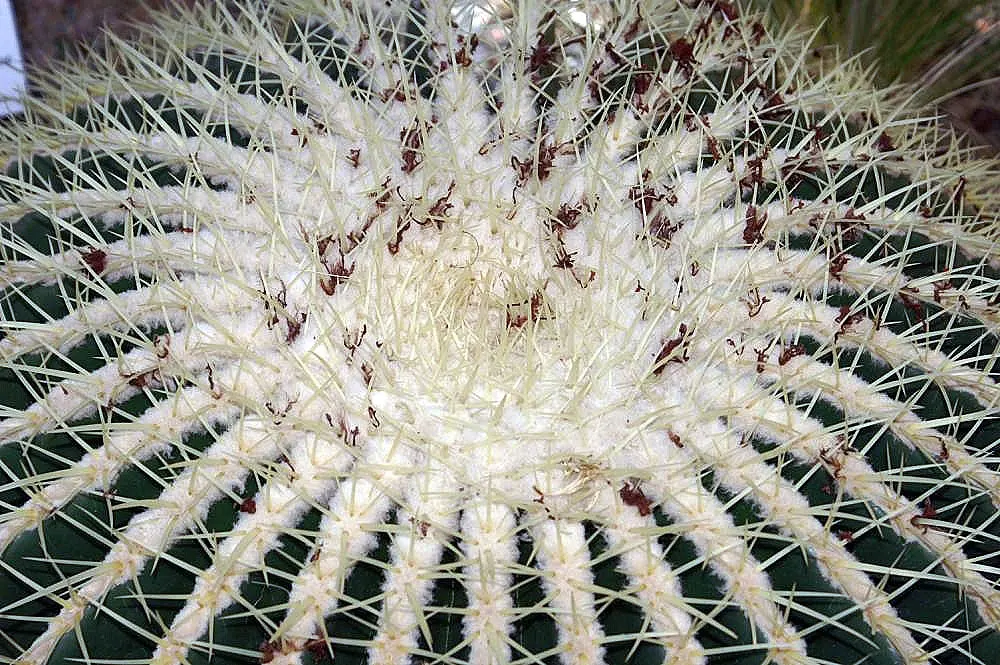 Golden Barrel Cactus (Echinocactus Grusonii) — the Golden Barrel Cactus showcases a ring of showy yellow flowers at its crown; is a spherical plant, image 92