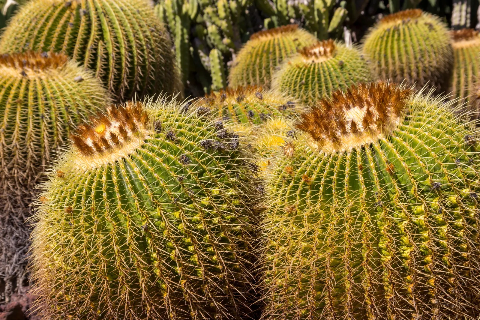Golden Barrel Cactus (Echinocactus Grusonii) — watering should be reduced significantly to mirror its native dormant season.<br><br>For the, image 156