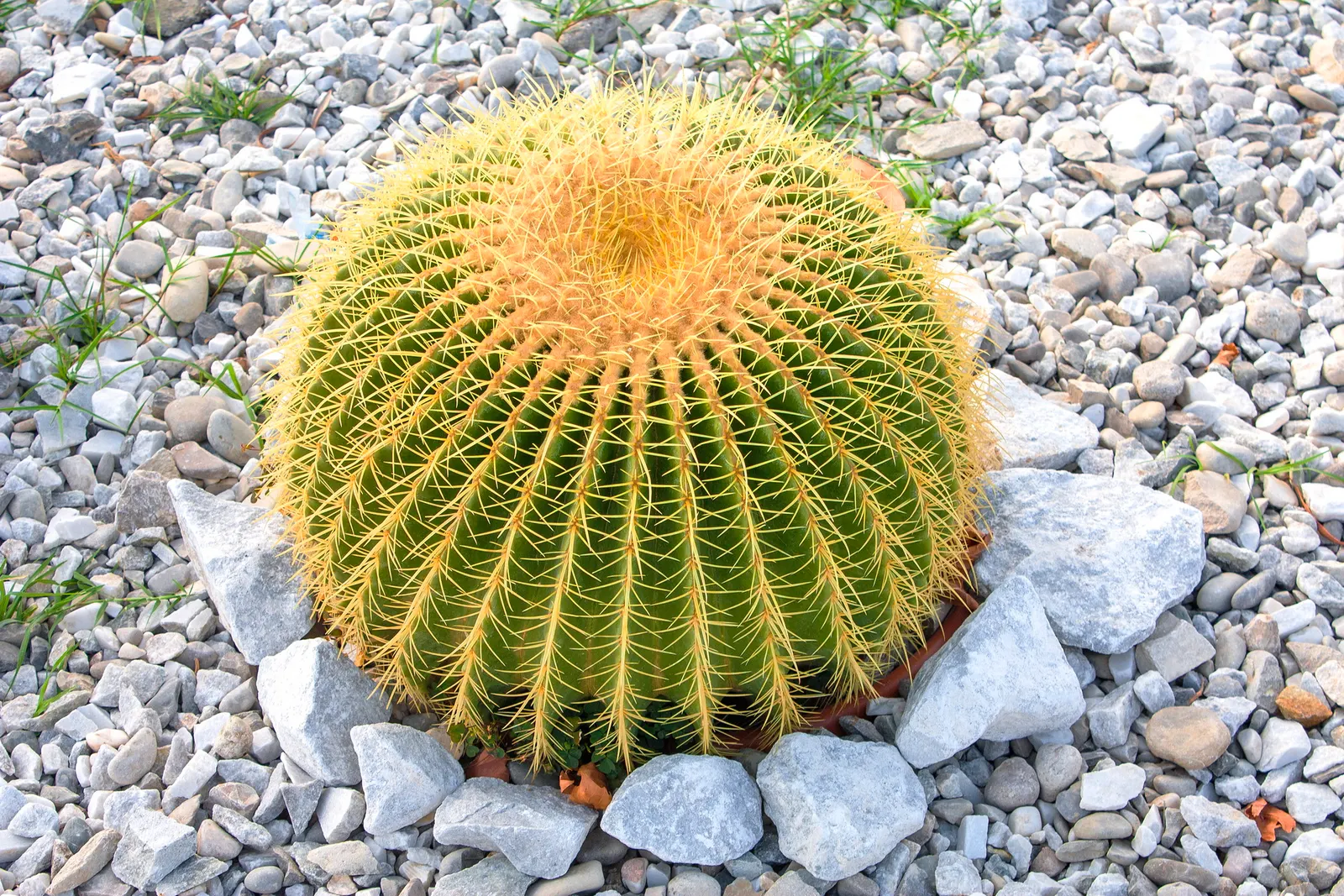 Golden Barrel Cactus (Echinocactus Grusonii) — cactus for full or half; when incorporated into garden designs, image 80