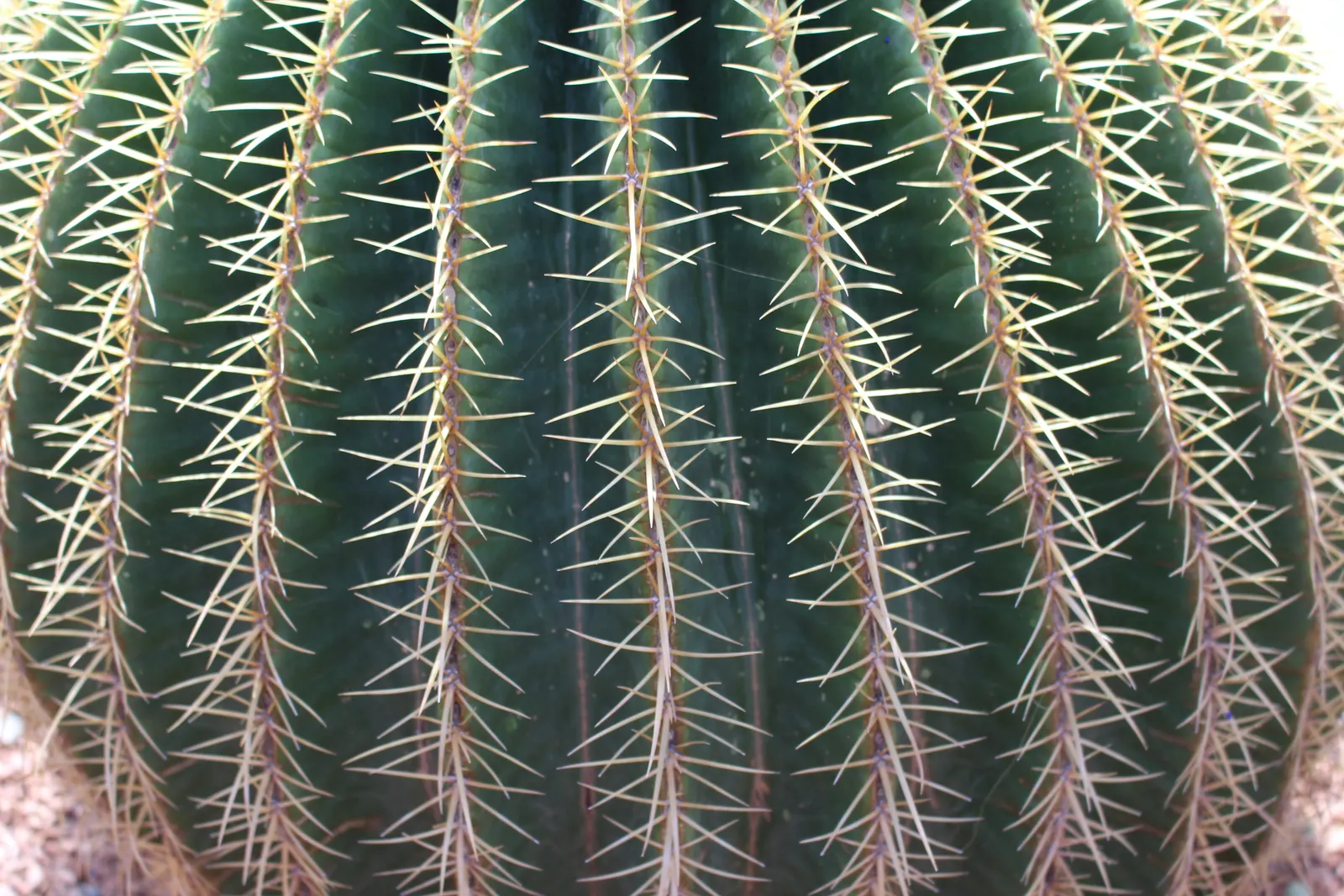 Golden Barrel Cactus (Echinocactus Grusonii) — maturing to a striking golden hue; these spines emerge yellow, maturing to a pale whitish hue, image 142