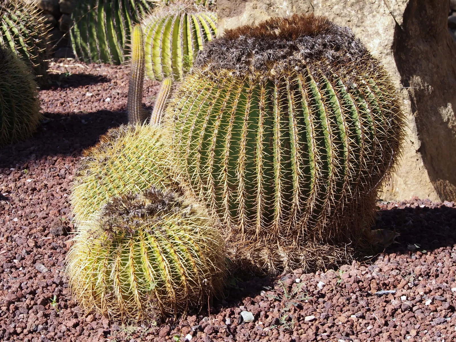 Golden Barrel Cactus (Echinocactus Grusonii) — As an iconic symbol of arid landscapes; although flowering is rare for specimens grown indoors, image 88