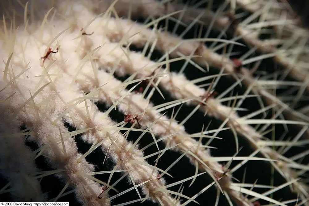 Golden Barrel Cactus (Echinocactus Grusonii) — is a spherical plant featuring prominent ribs with dense clusters of yellow spines