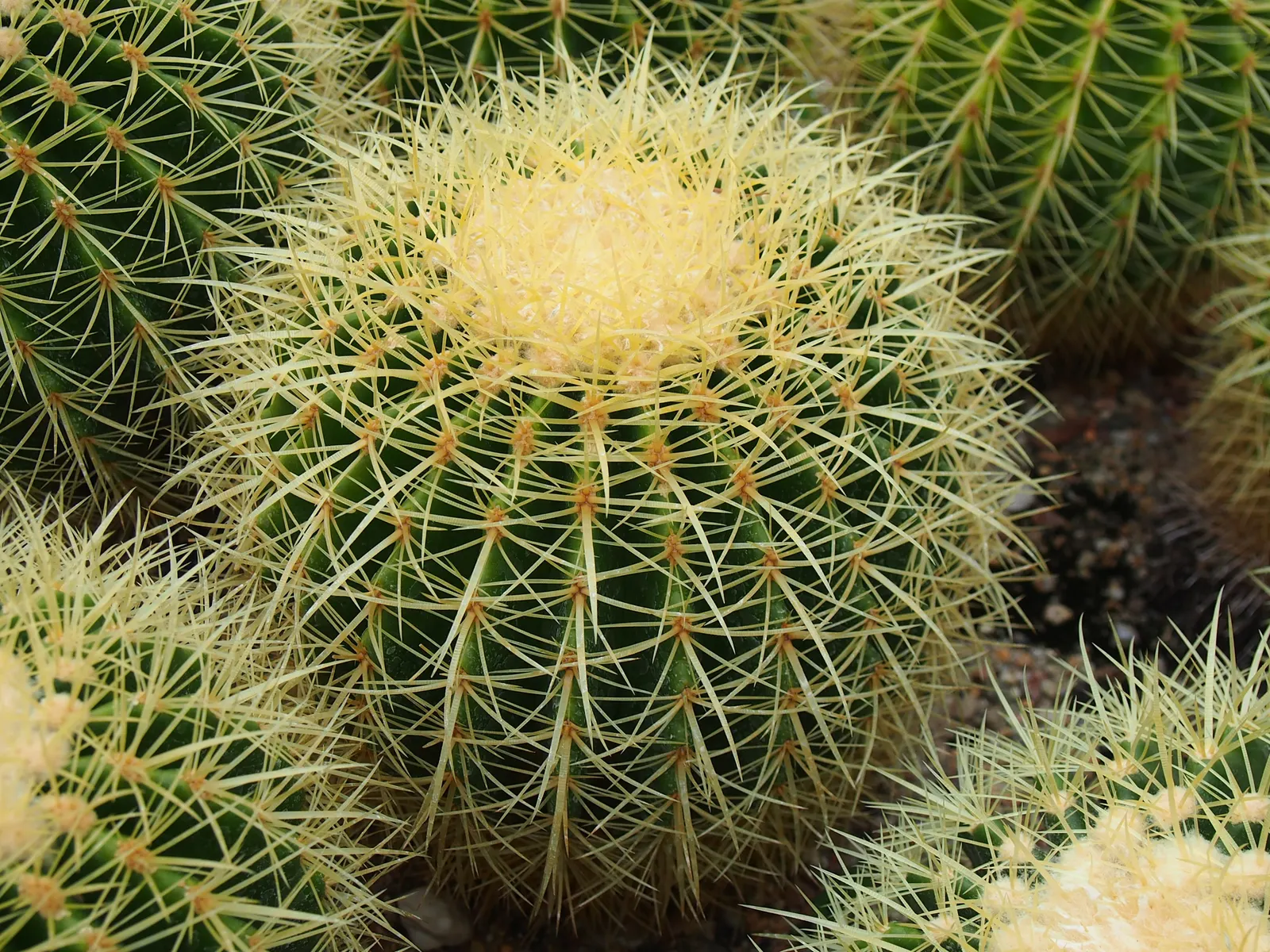 Golden Barrel Cactus (Echinocactus Grusonii) — As an iconic symbol of arid landscapes; although flowering is rare for specimens grown indoors, image 148