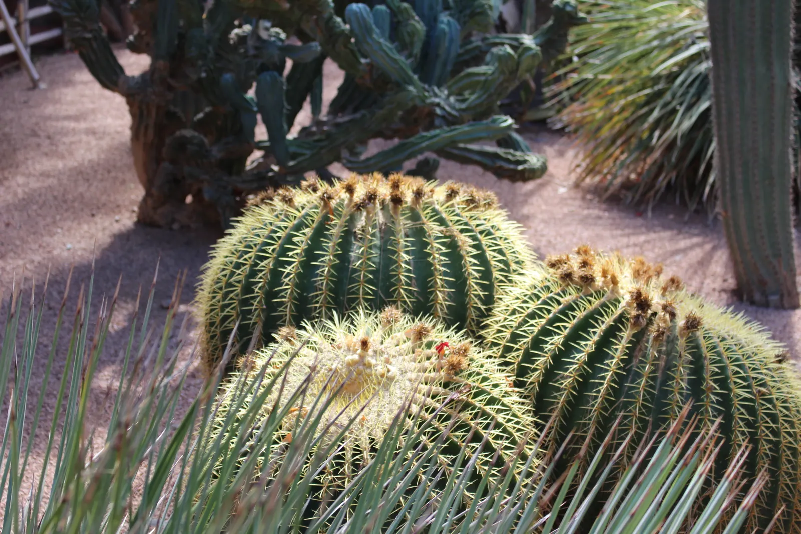 Golden Barrel Cactus (Echinocactus Grusonii) — maturing to a striking golden hue; these spines emerge yellow, maturing to a pale whitish hue, image 82