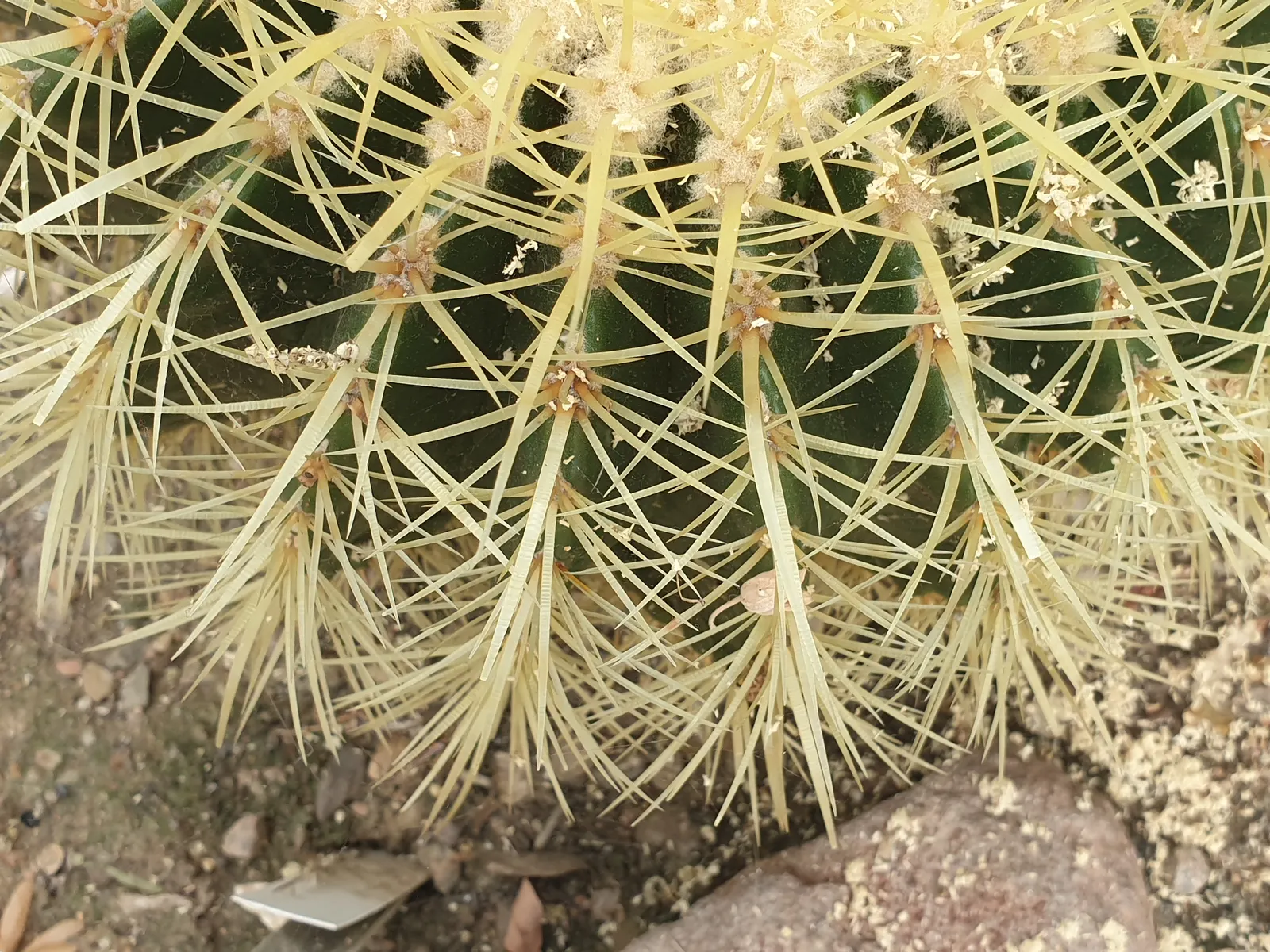 Golden Barrel Cactus (Echinocactus Grusonii) — ensuring it is placed where it will not pose a risk to passersby; sharp spines that protect it from, image 159