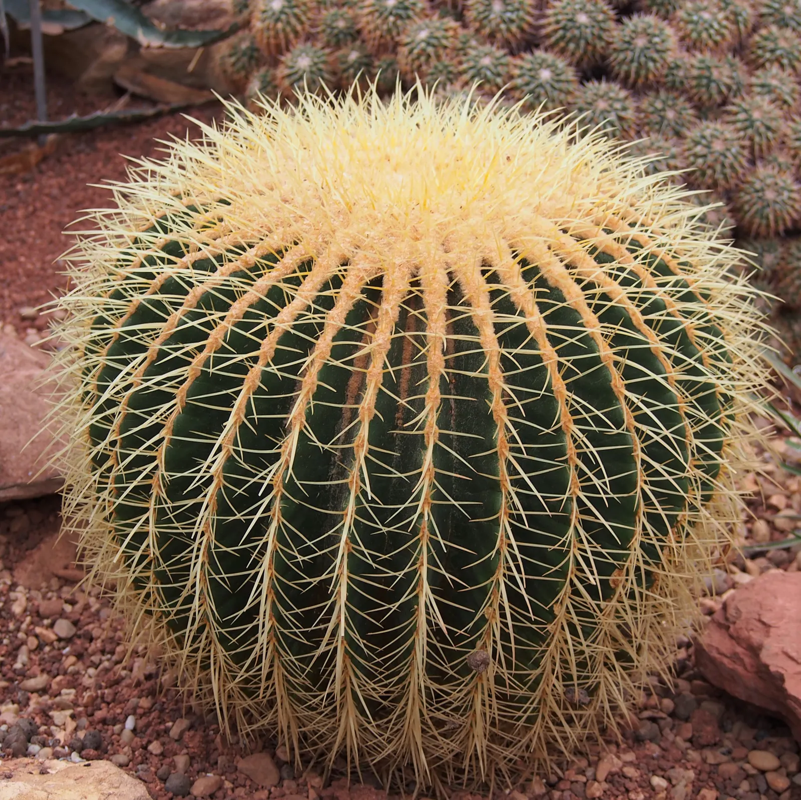 Golden Barrel Cactus (Echinocactus Grusonii) — When incorporated into garden designs; watering should be reduced significantly to mirror its native, image 157