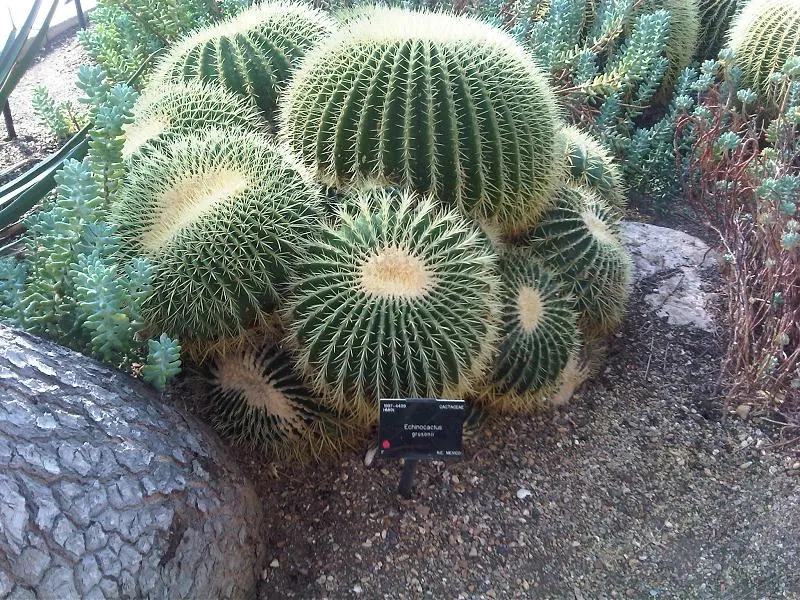 Golden Barrel Cactus (Echinocactus Grusonii) — cactus for full or half