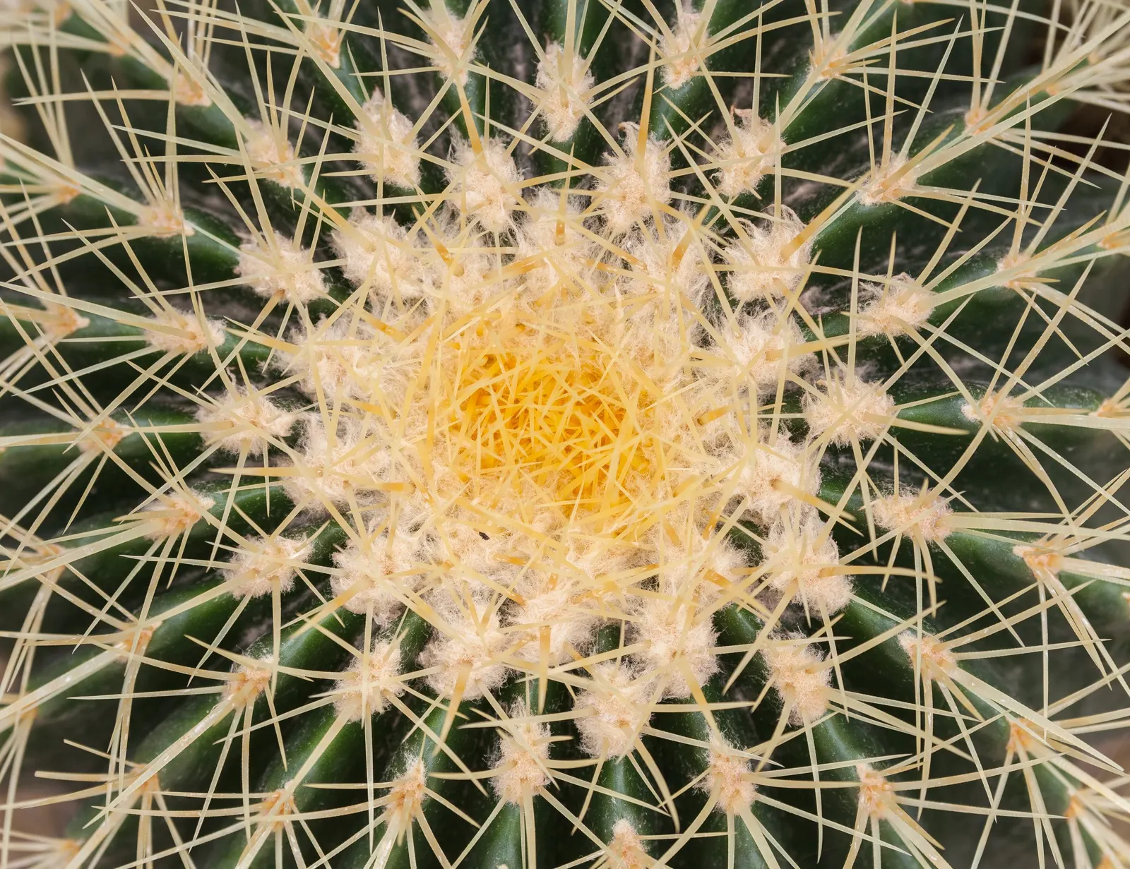 Golden Barrel Cactus (Echinocactus Grusonii) — is a spherical plant featuring prominent ribs with dense clusters of yellow spines; this, image 41
