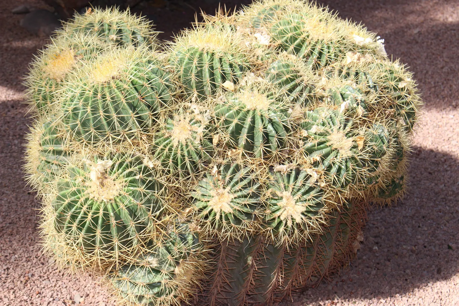 Golden Barrel Cactus (Echinocactus Grusonii) — this slow-growing desert native is drought-tolerant and prefers full sun; its vivid yellow flowers, image 144