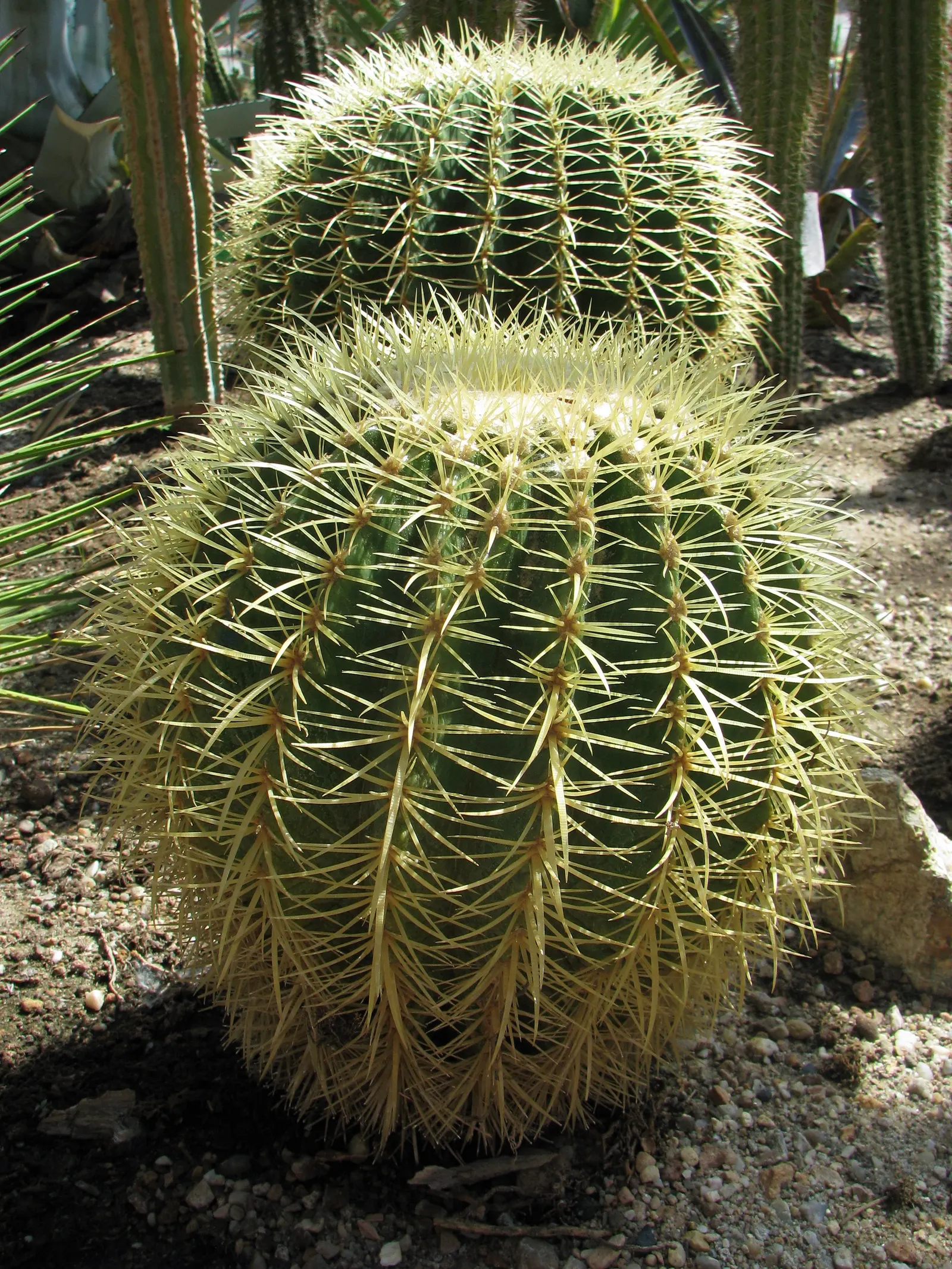 Golden Barrel Cactus (Echinocactus Grusonii) — Typically reaching 2-3 feet in diameter; consideration should be given to its mature size and spiny, image 83