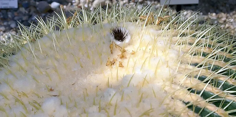 Golden Barrel Cactus (Echinocactus Grusonii) — with infrequent but deep watering throughout the warmer months; maturing to a striking golden hue, image 155