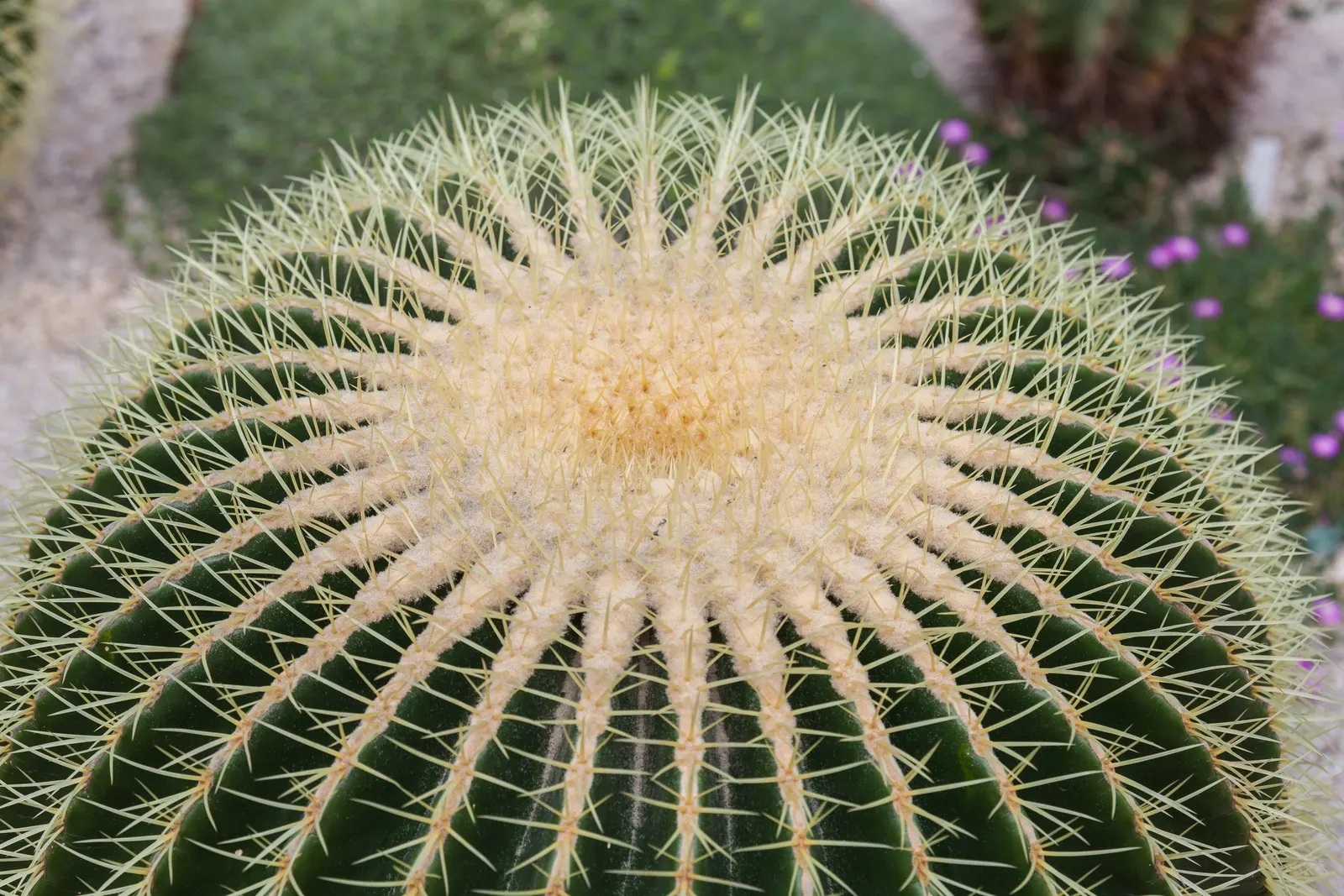 Golden Barrel Cactus (Echinocactus Grusonii) — although flowering is rare for specimens grown indoors; as an iconic symbol of arid landscapes, image 113
