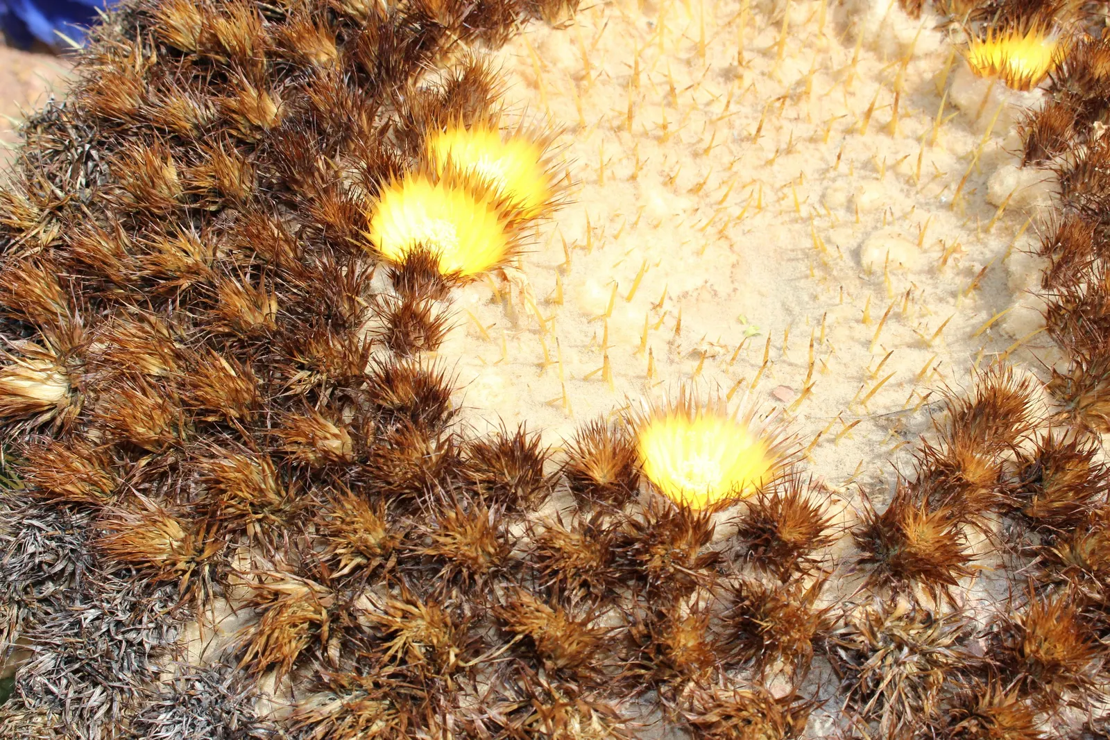 Golden Barrel Cactus (Echinocactus Grusonii) — As an iconic symbol of arid landscapes