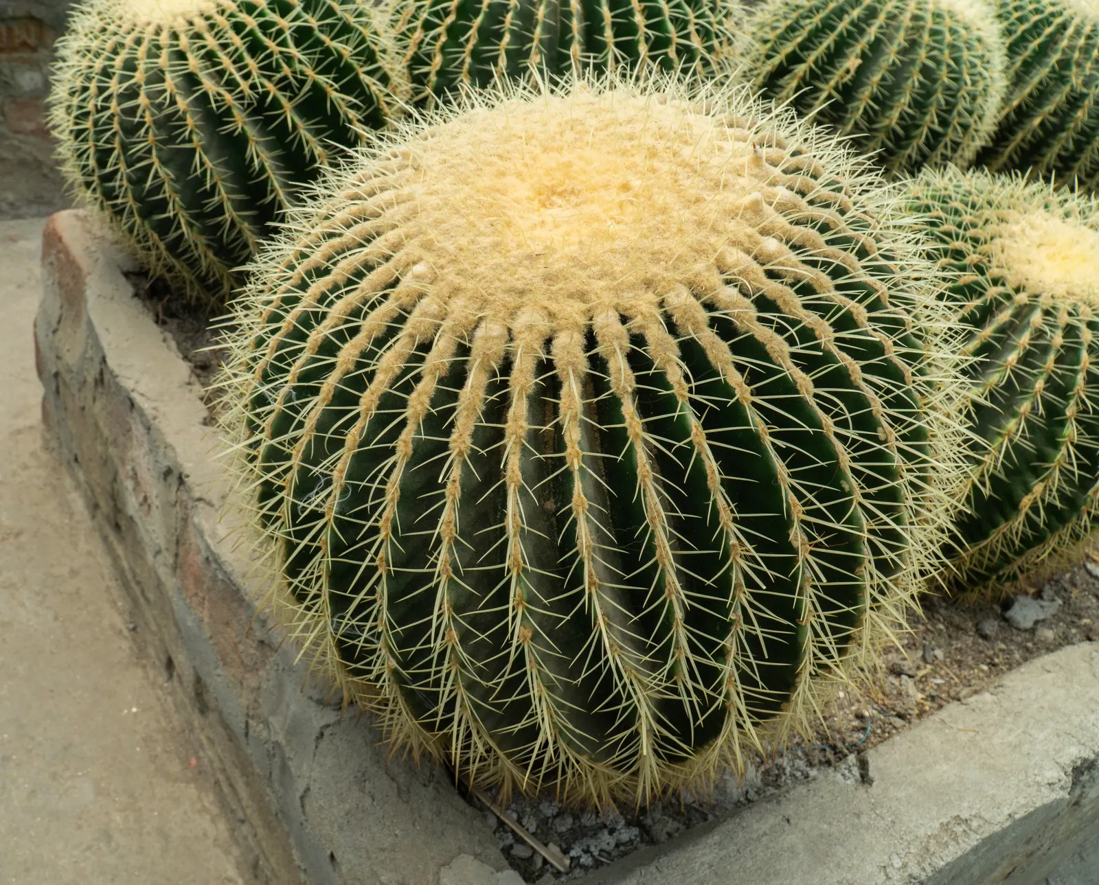 Golden Barrel Cactus (Echinocactus Grusonii) — watering should be reduced significantly to mirror its native dormant season.<br><br>For the, image 56