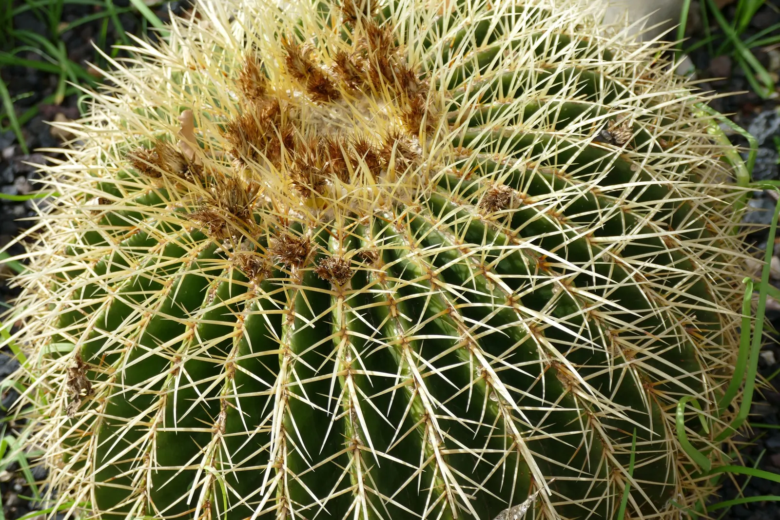 Golden Barrel Cactus (Echinocactus Grusonii) — although flowering is rare for specimens grown indoors; as an iconic symbol of arid landscapes, image 73