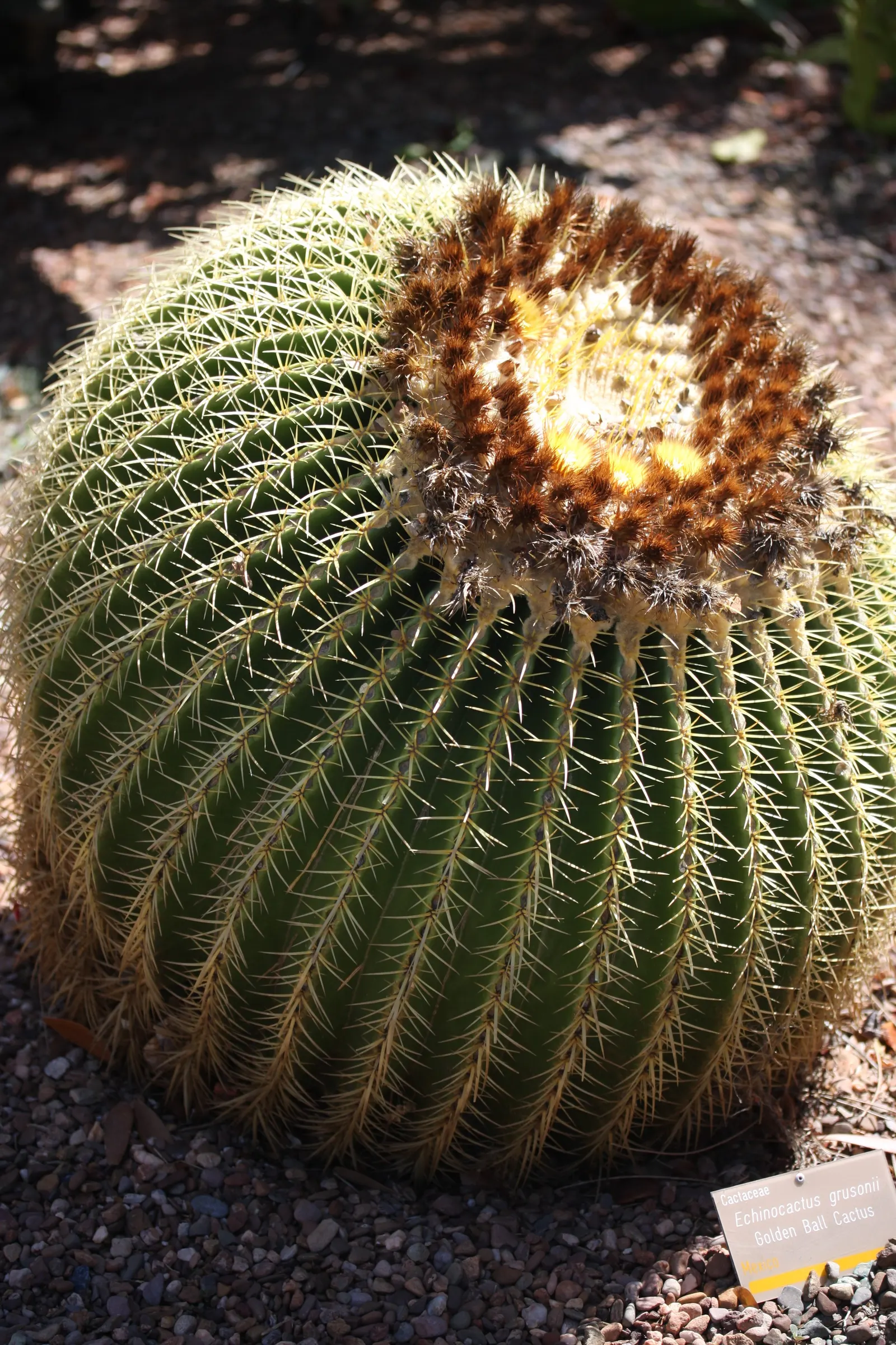 Golden Barrel Cactus (Echinocactus Grusonii) — consideration should be given to its mature size and spiny texture; typically reaching 2-3 feet in diameter