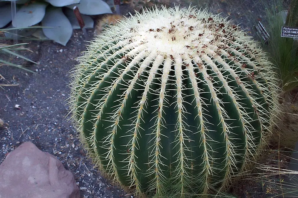 Golden Barrel Cactus (Echinocactus Grusonii) — although this may take several decades; cactus for full or half, image 129