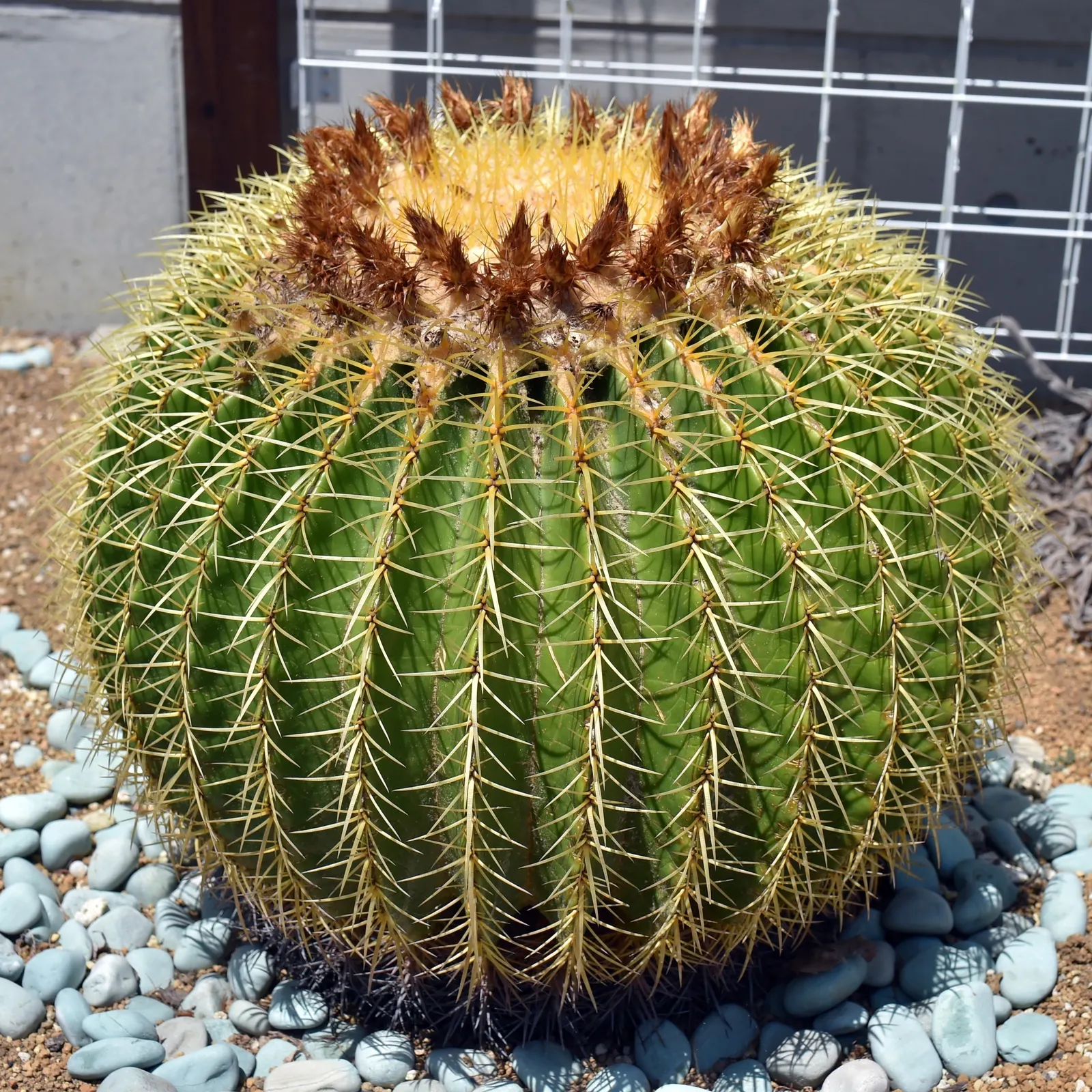 Golden Barrel Cactus (Echinocactus Grusonii) — requiring minimal maintenance once established; with infrequent but deep watering throughout the, image 94
