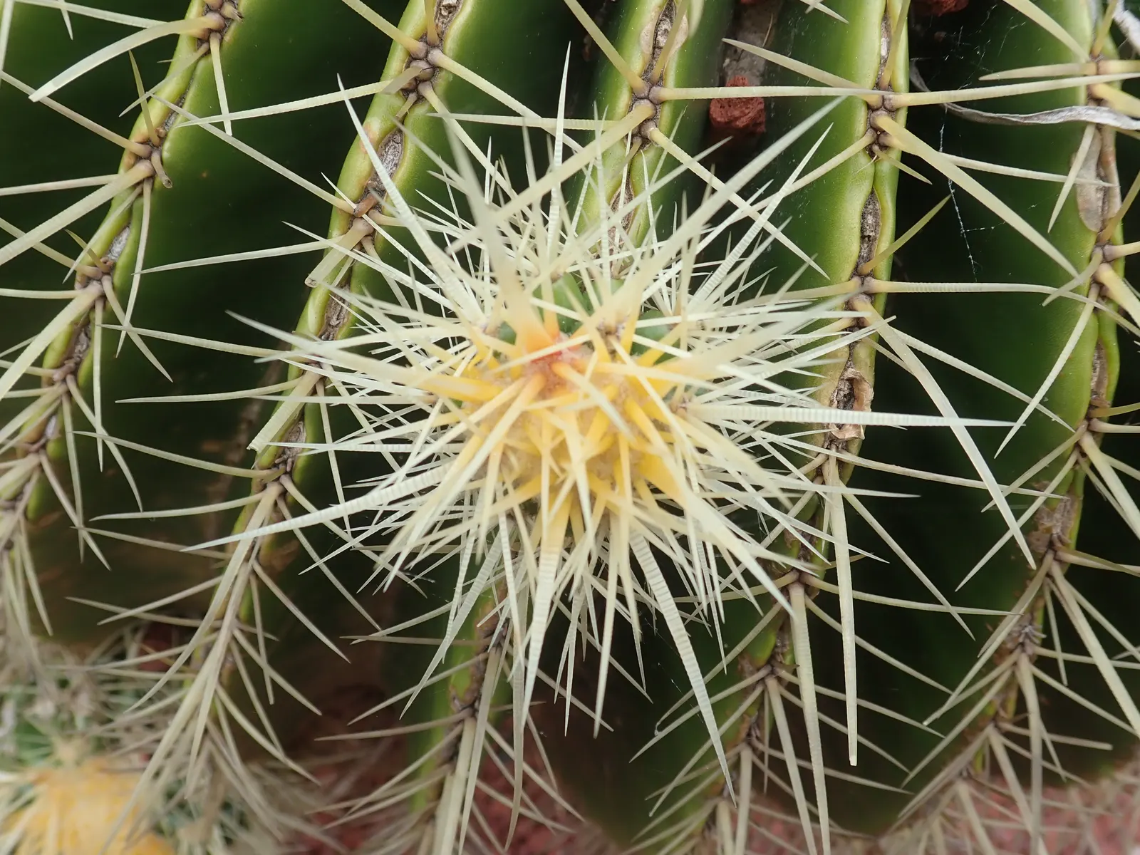 Golden Barrel Cactus (Echinocactus Grusonii) — As an iconic symbol of arid landscapes; although flowering is rare for specimens grown indoors, image 108