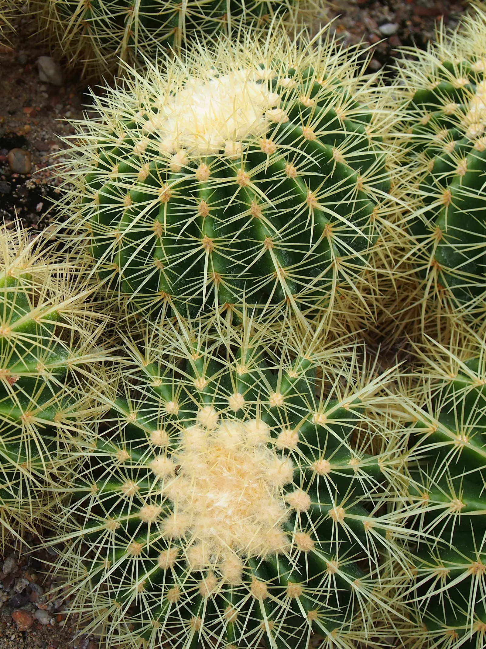 Golden Barrel Cactus (Echinocactus Grusonii) — Ideal for xeriscaping, it provides dramatic texture and year-round interest in warm, arid climates, image 66