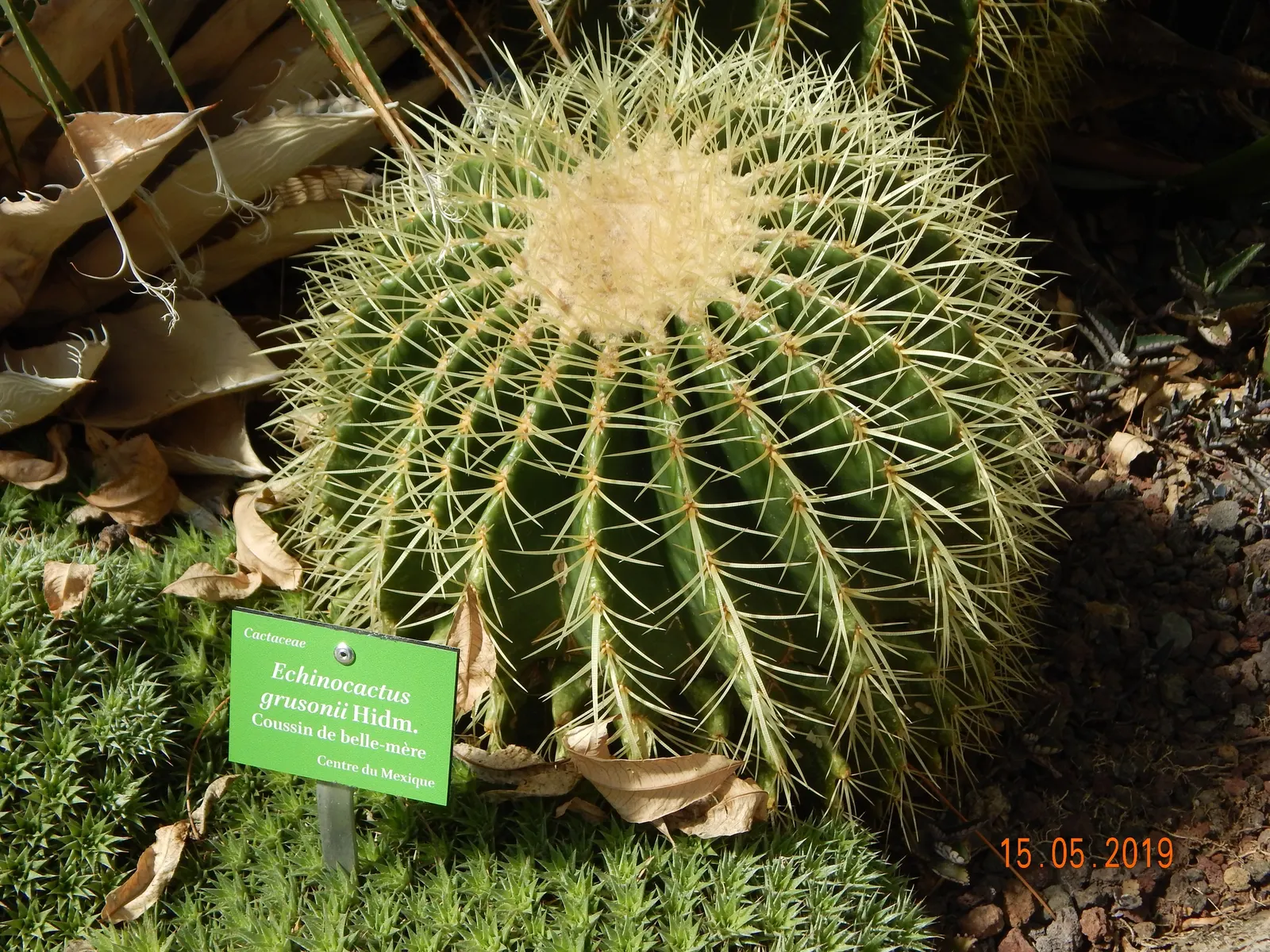 Golden Barrel Cactus (Echinocactus Grusonii) — As an iconic symbol of arid landscapes; although flowering is rare for specimens grown indoors