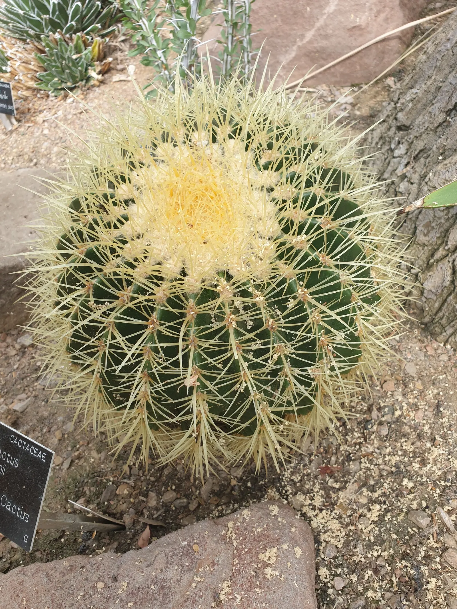 Golden Barrel Cactus (Echinocactus Grusonii) — ensuring it is placed where it will not pose a risk to passersby; sharp spines that protect it from herbivores