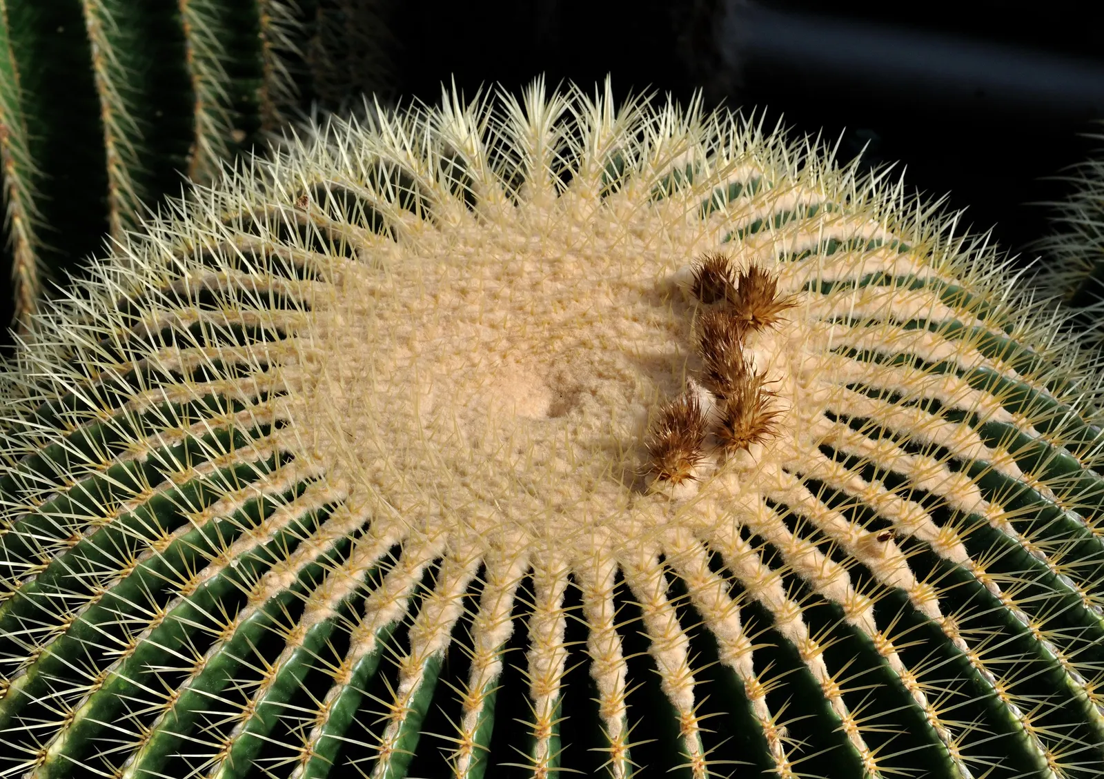 Golden Barrel Cactus (Echinocactus Grusonii) — These spines emerge yellow, maturing to a pale whitish hue; requiring minimal maintenance once, image 51